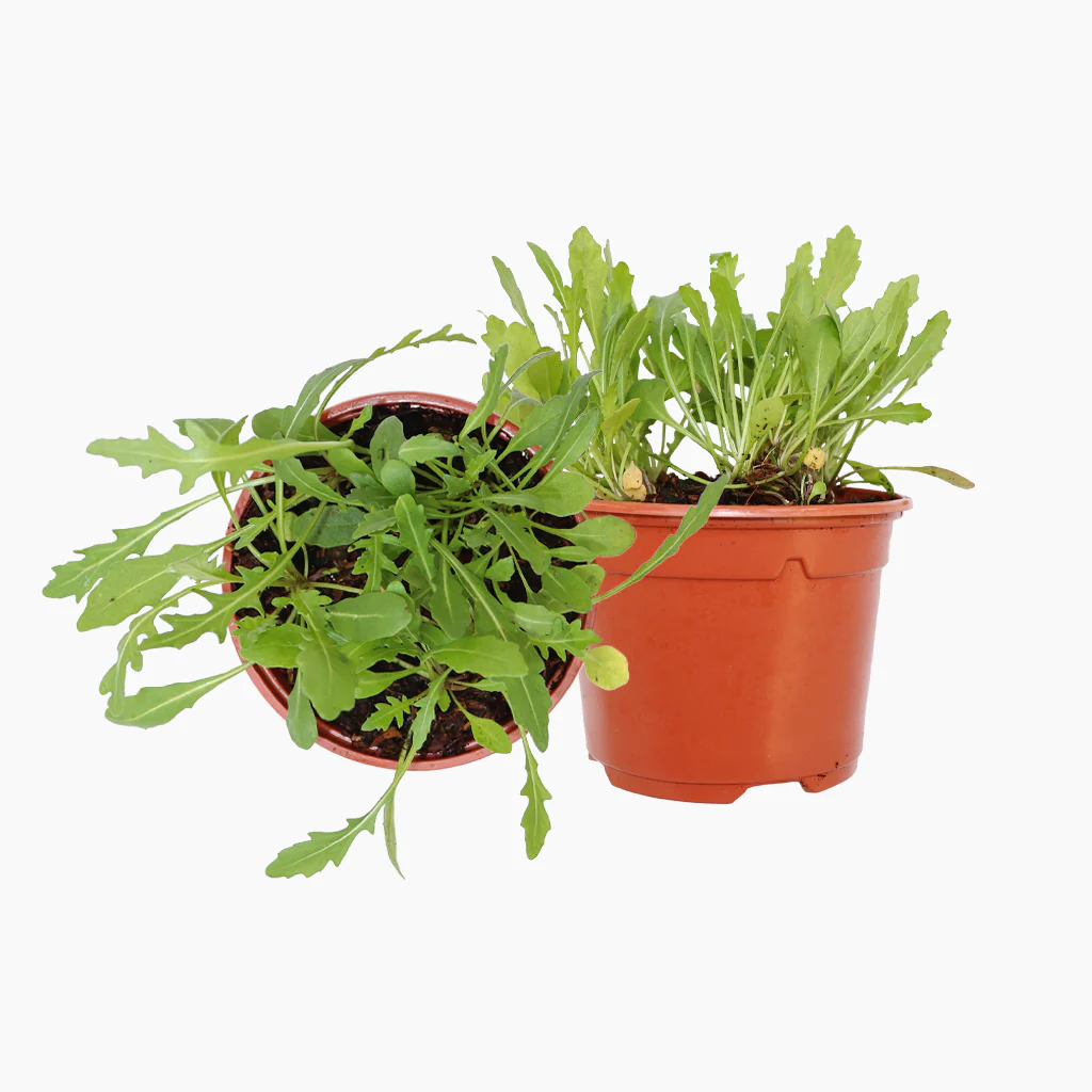 Maceta Rúcula 10,5 Cm - Plantabo