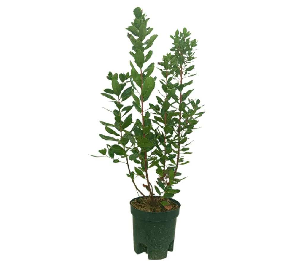 Madroño M22 50cm (arbutus Unedo)
