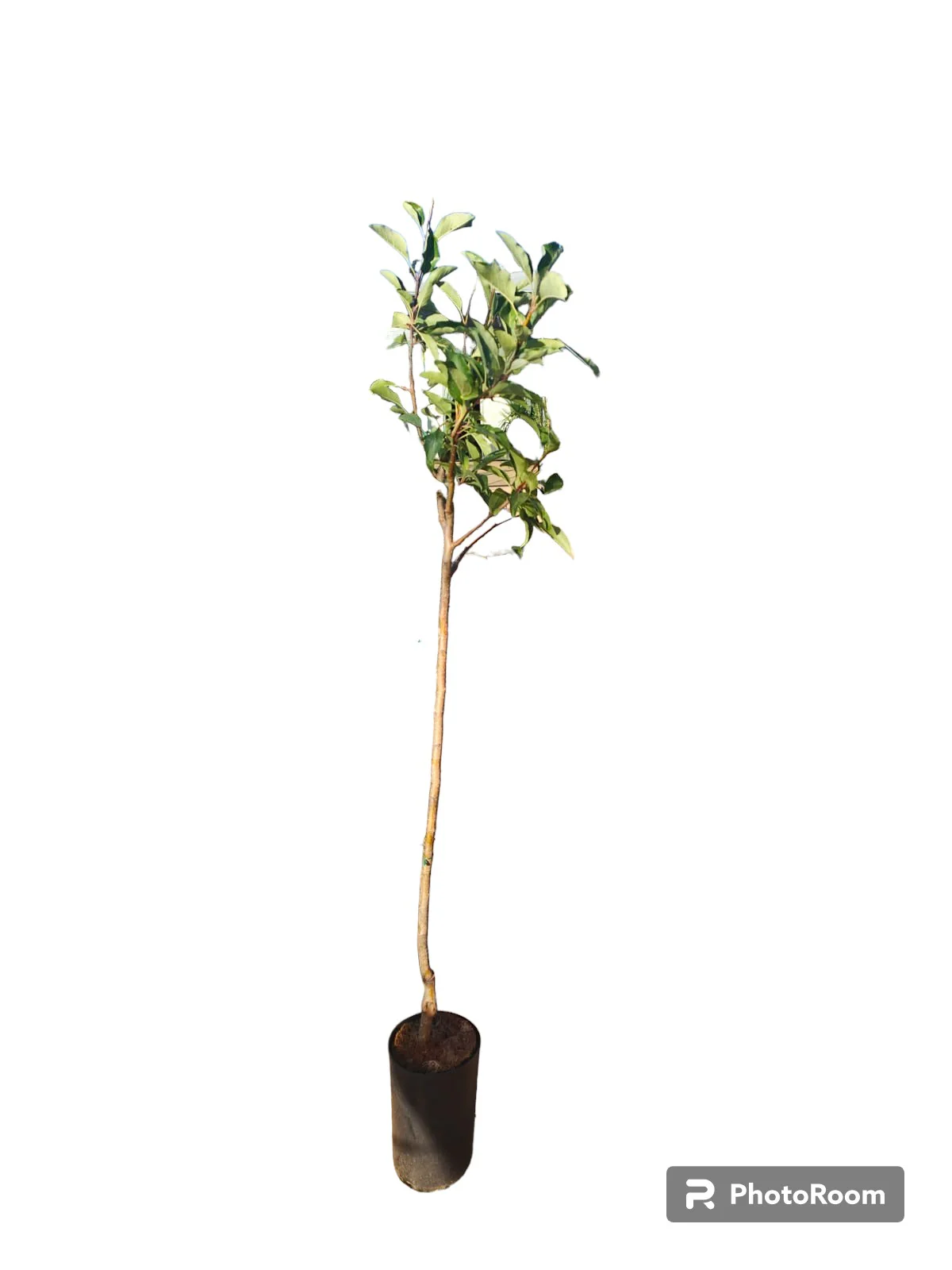 Manzano Grany Smith Maceta 140CM