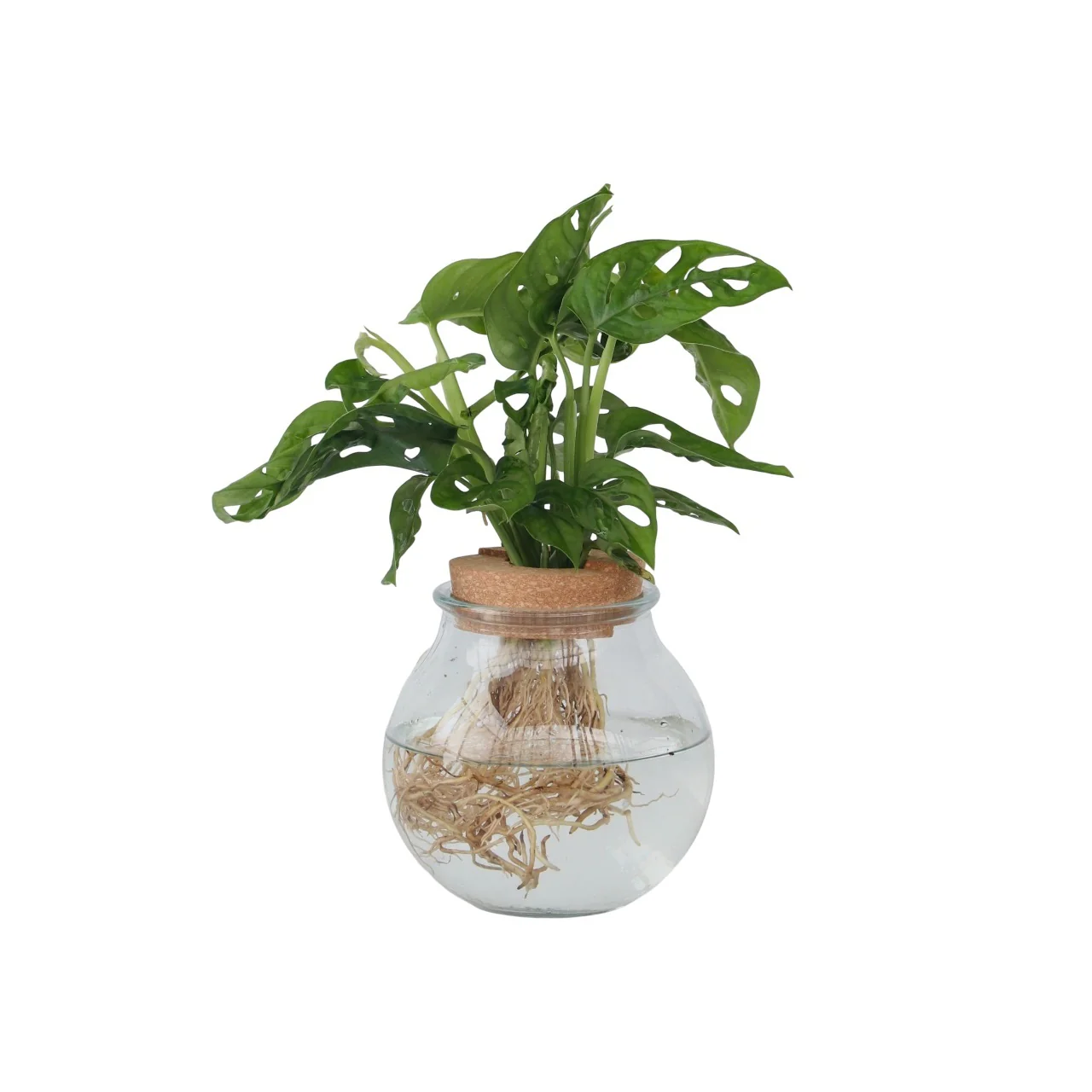 Máscara De Mono - Monstera Adansonii 'monkey Mask' - Altura 25-35cm - ⌀20cm