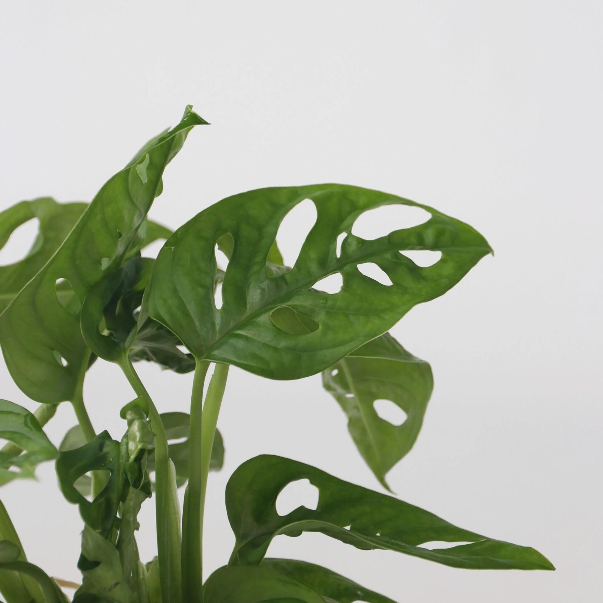 Máscara De Mono - Monstera Adansonii 'monkey Mask' - Altura 25-35cm - ⌀20cm - Image 4