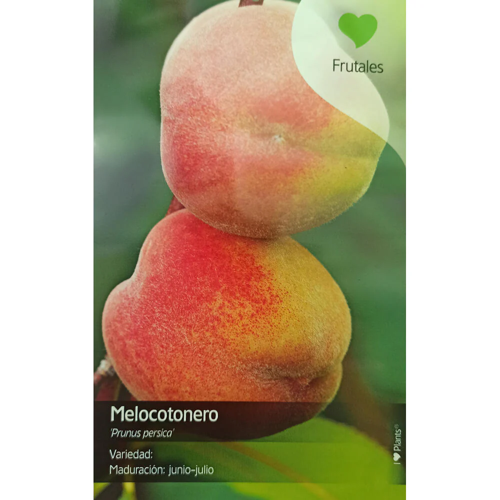 Melocotonero Enano (prunus Persica) M26 65cm