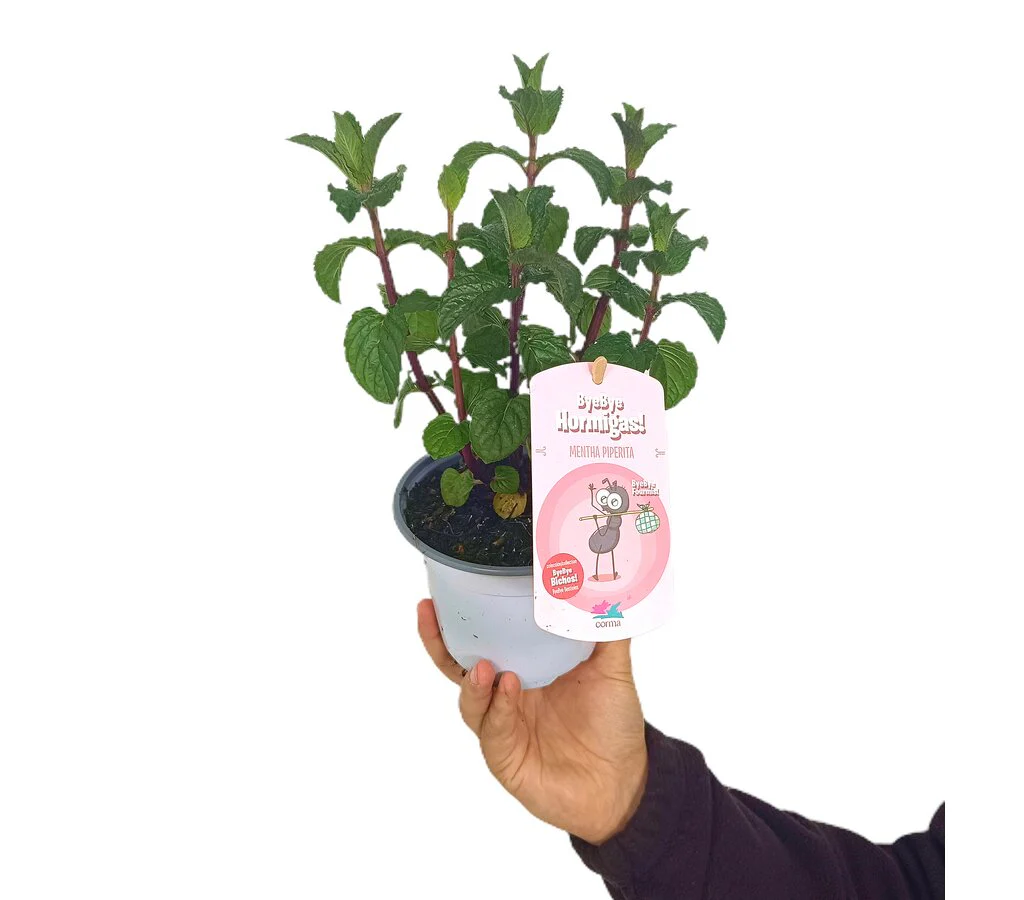 Menta Piperita M13
