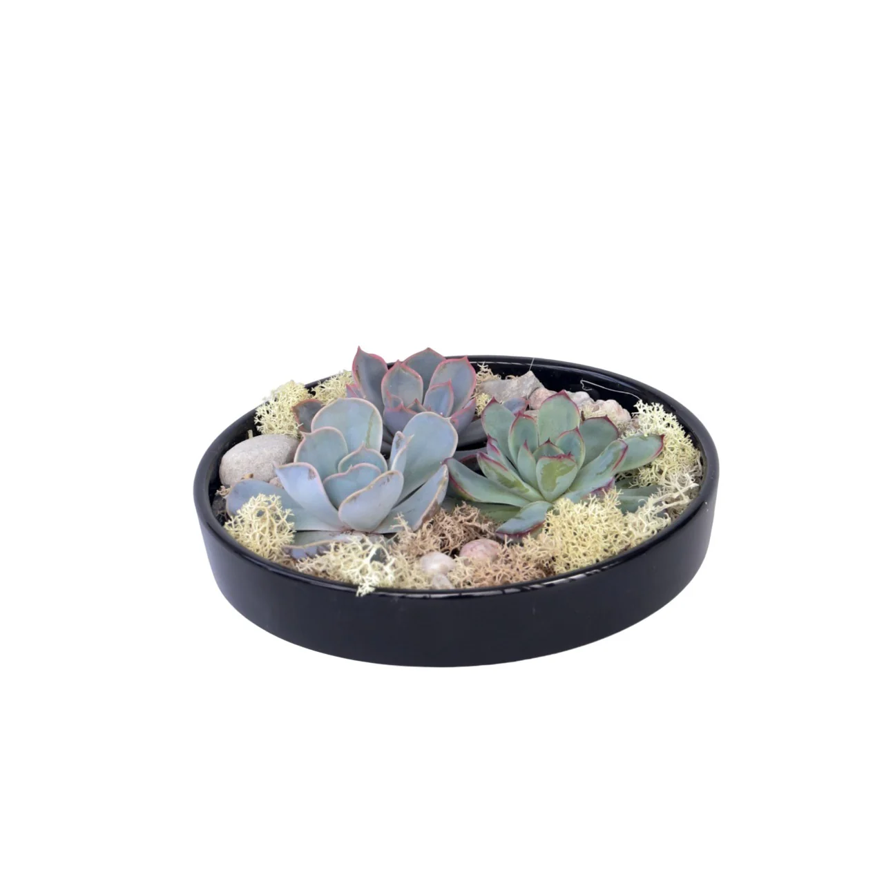 Mezcla De Jardín De Echeveria Negra - Echeveria Lilacina - Altura 8cm