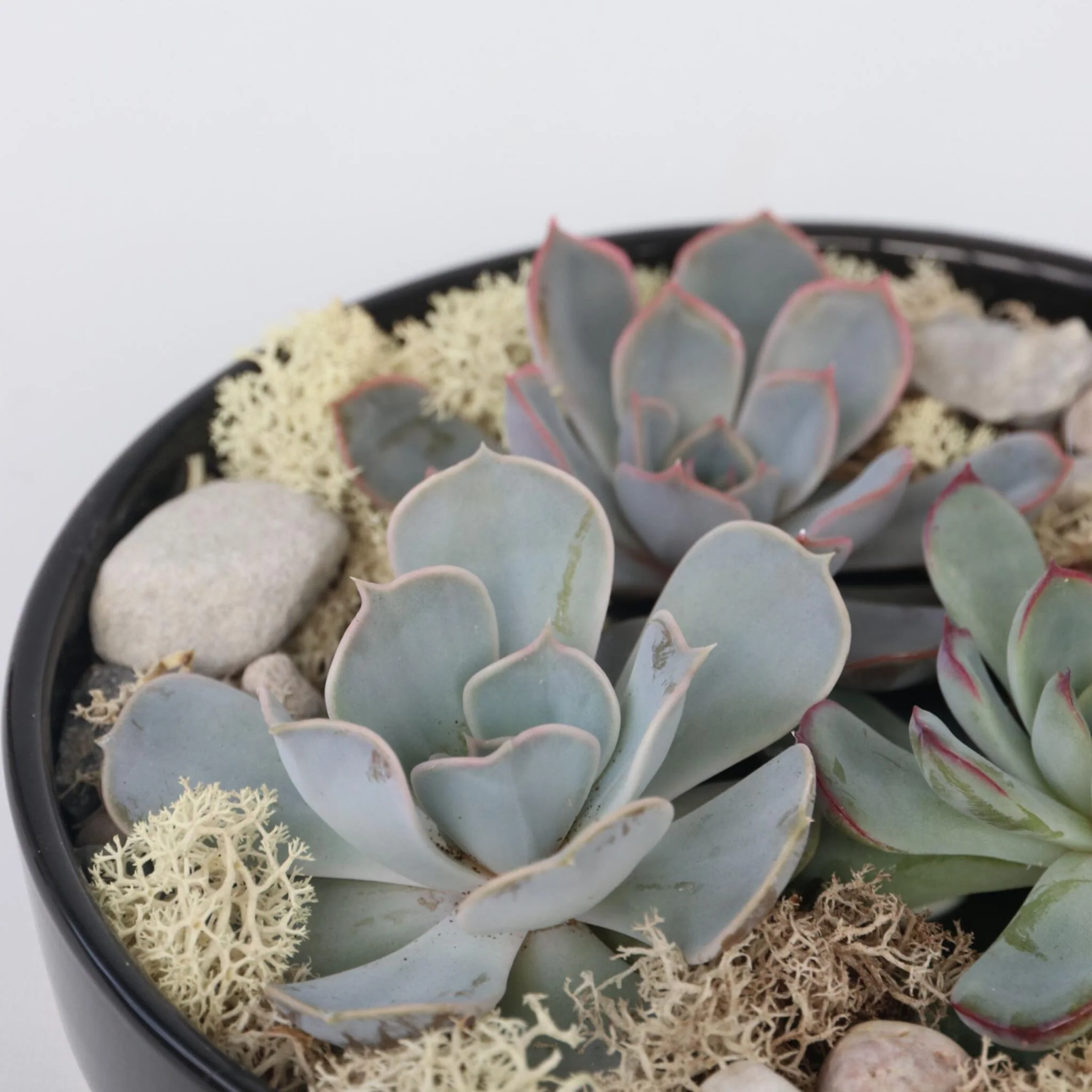 Mezcla De Jardín De Echeveria Negra - Echeveria Lilacina - Altura 8cm - Image 2
