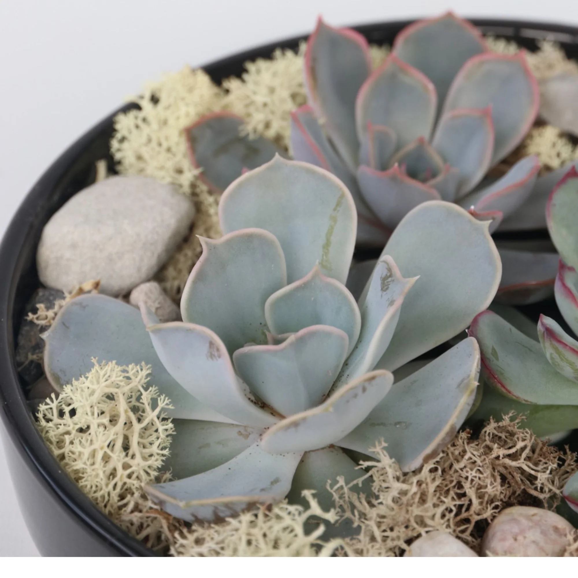 Mezcla De Jardín De Echeveria Negra - Echeveria Lilacina - Altura 8cm - Image 4