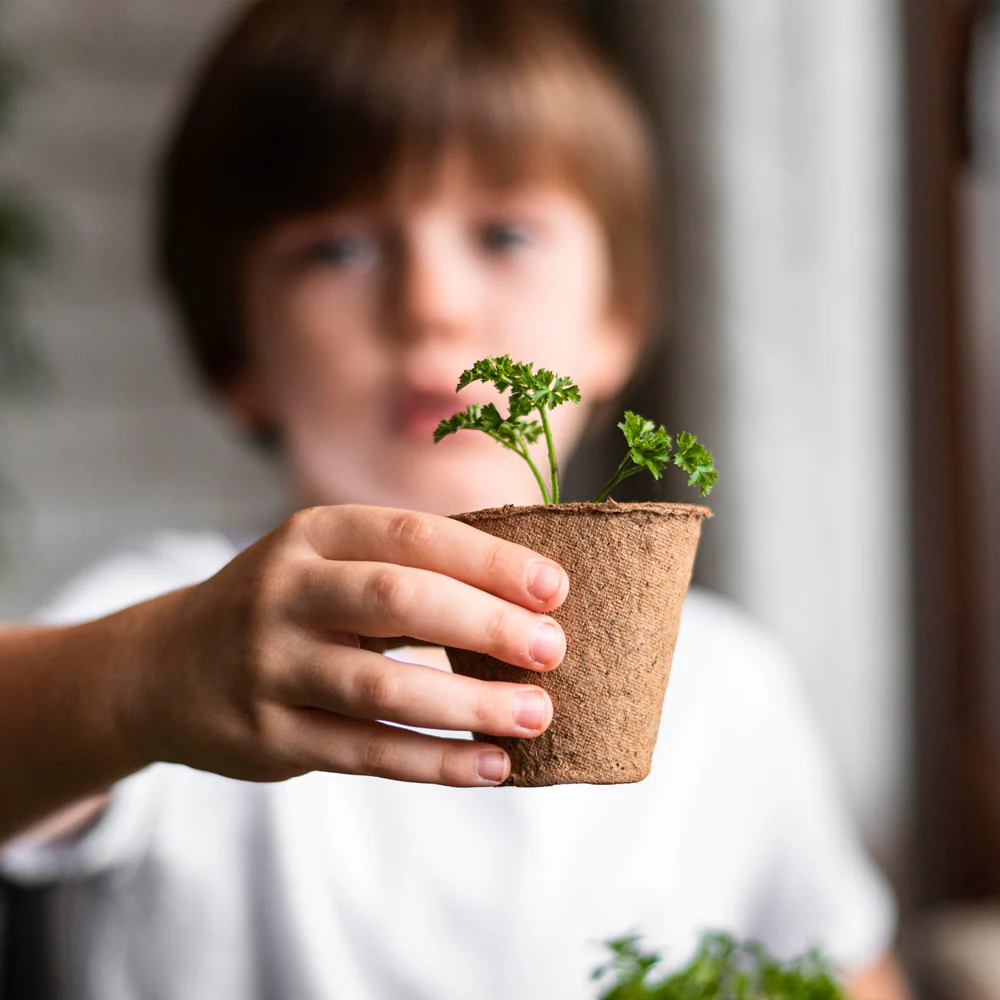 Mi Primer Cultivo De Albahaca | Kit Educativo Stem Para Cultivar Albahaca En Casa - Image 3