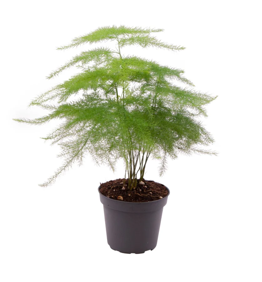 Mini Planta Aspargarus Setaceus Para Interior Ø6