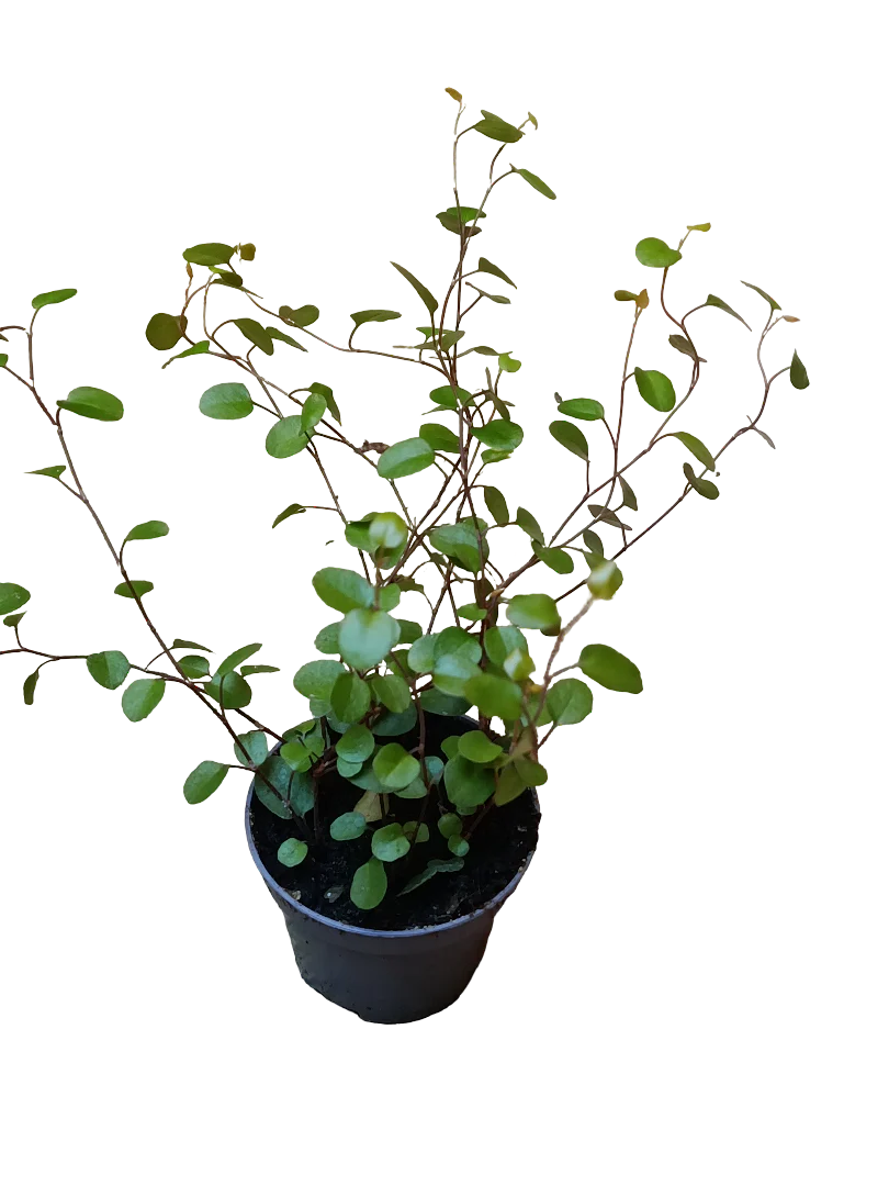Mini Planta Muehlenbeckia Complexa Para Interior Y Terrarios Ø6