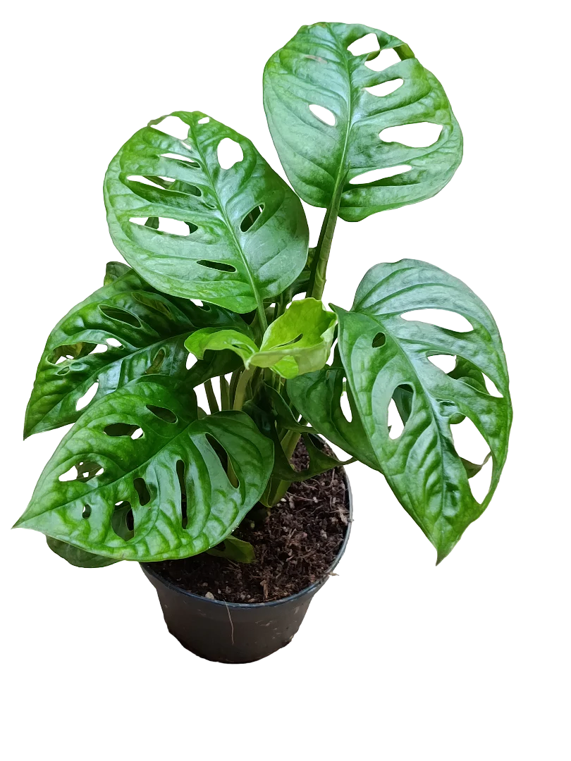 Monstera Adasonii 1 Planta De Interior Ø12 - 30 Cm