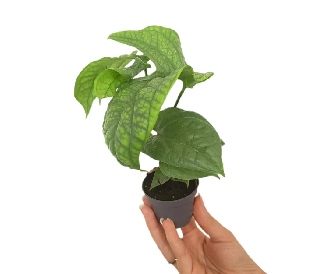 Monstera Amydrium Medium M6