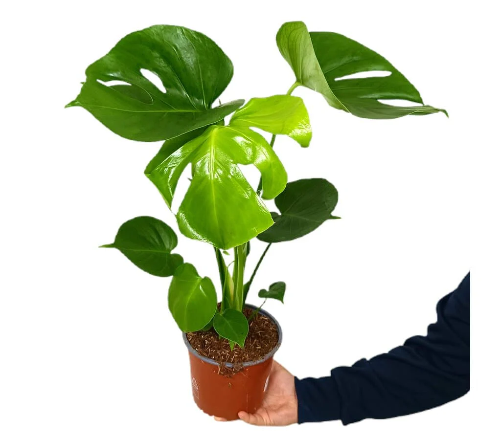 Monstera Deliciosa M17 70cm (costilla De Adán)