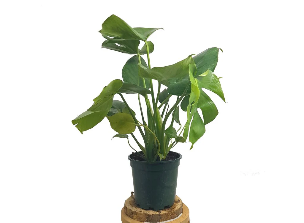 Monstera Deliciosa M17 70cm (costilla De Adán) - Image 3