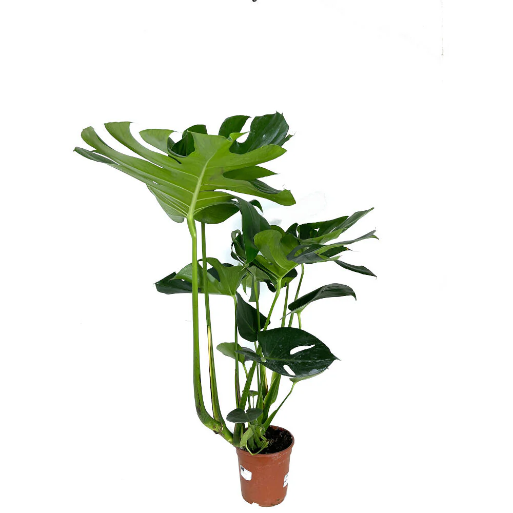 Monstera Deliciosa M17 70cm (costilla De Adán) - Image 4