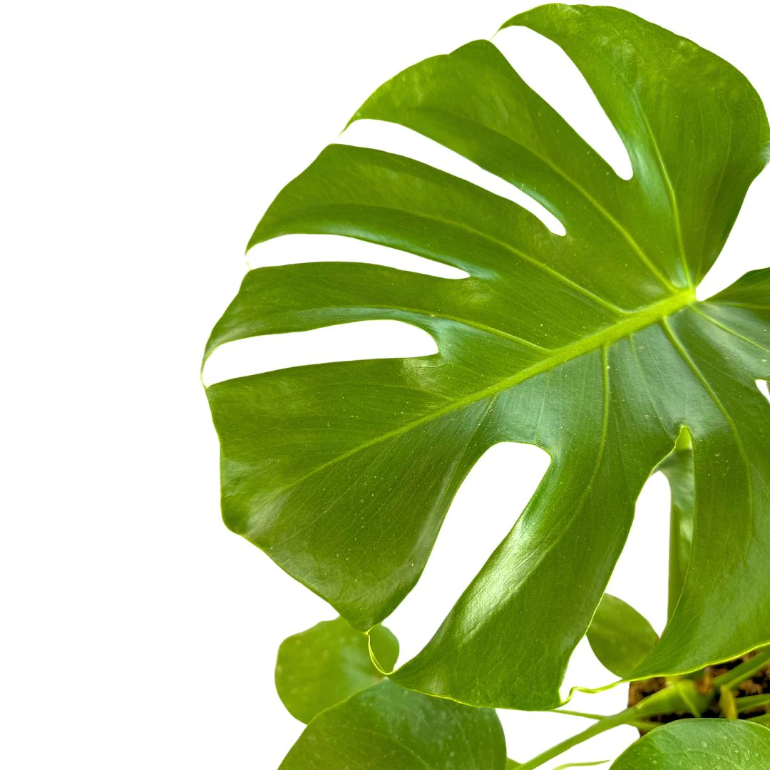 Monstera Deliciosa O Costilla De Adán En Tutor 0,80m M20 - Image 2