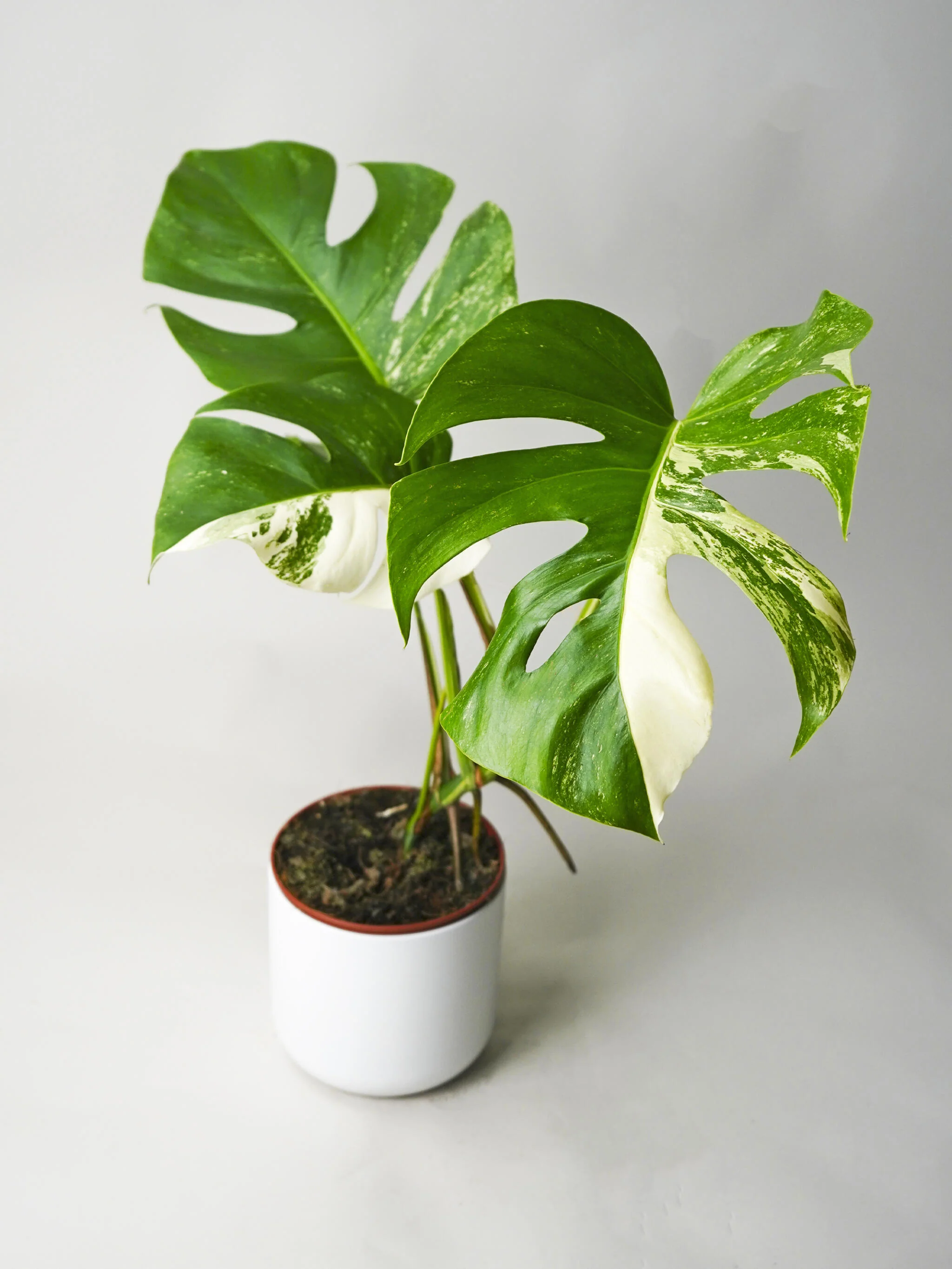 Monstera  Variegata