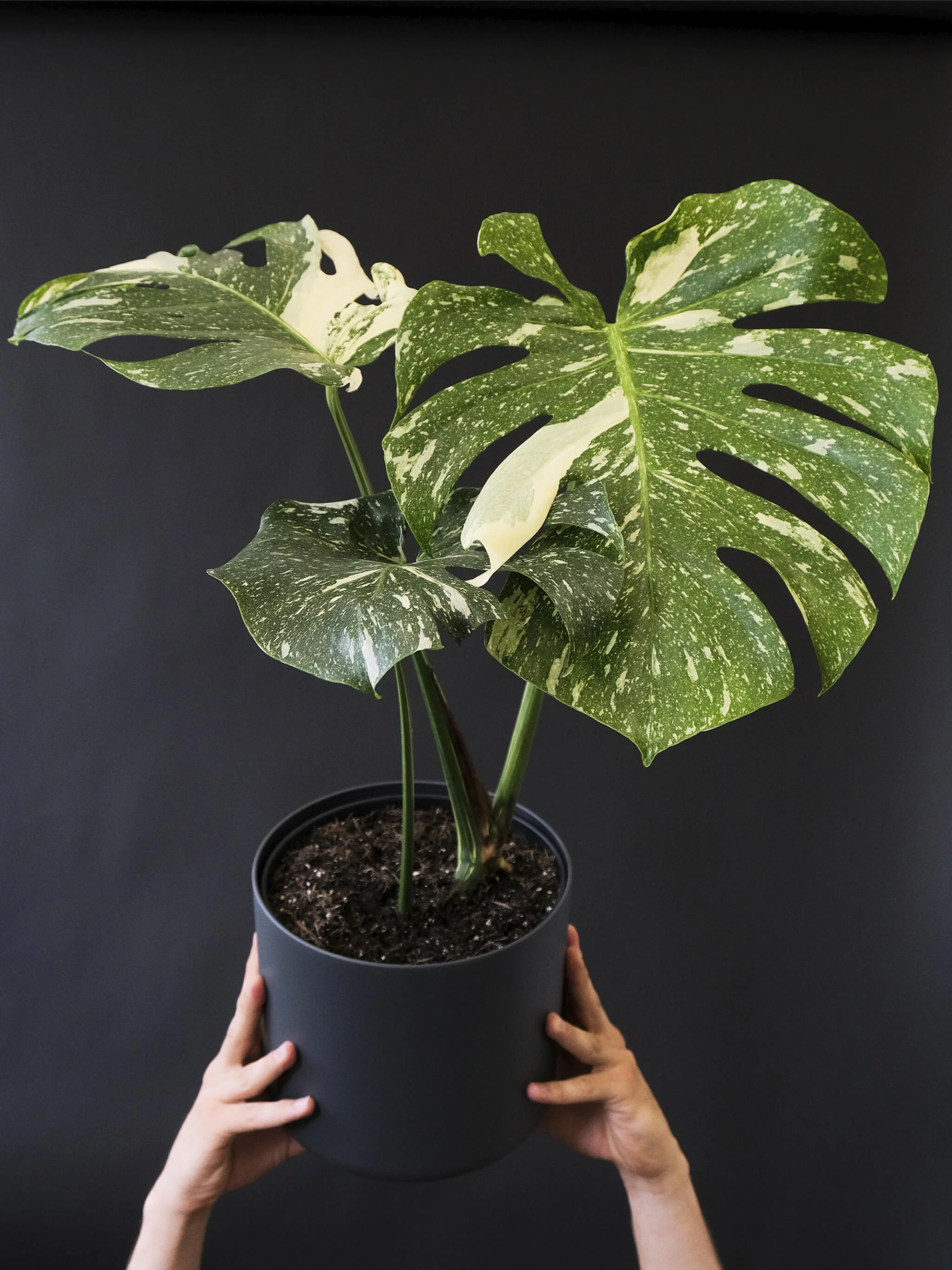 Monstera  Variegata - Image 3