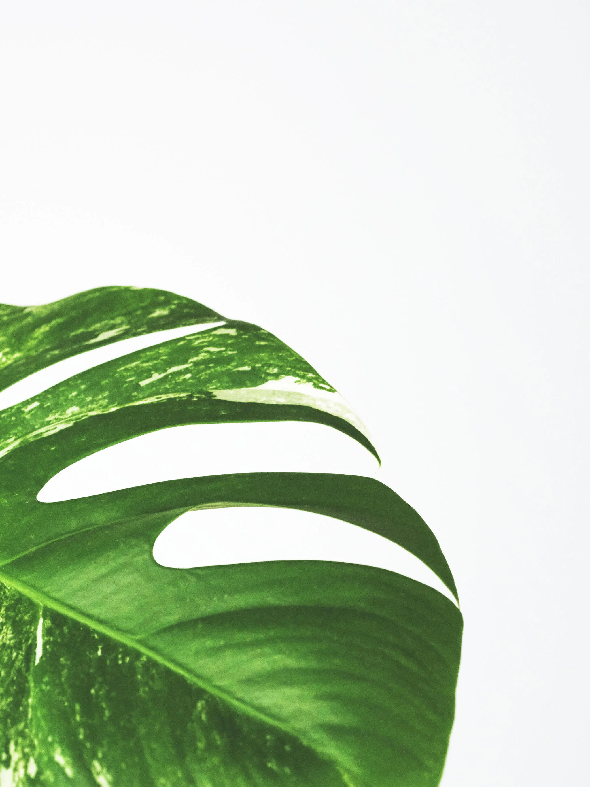 Monstera  Variegata - Image 4