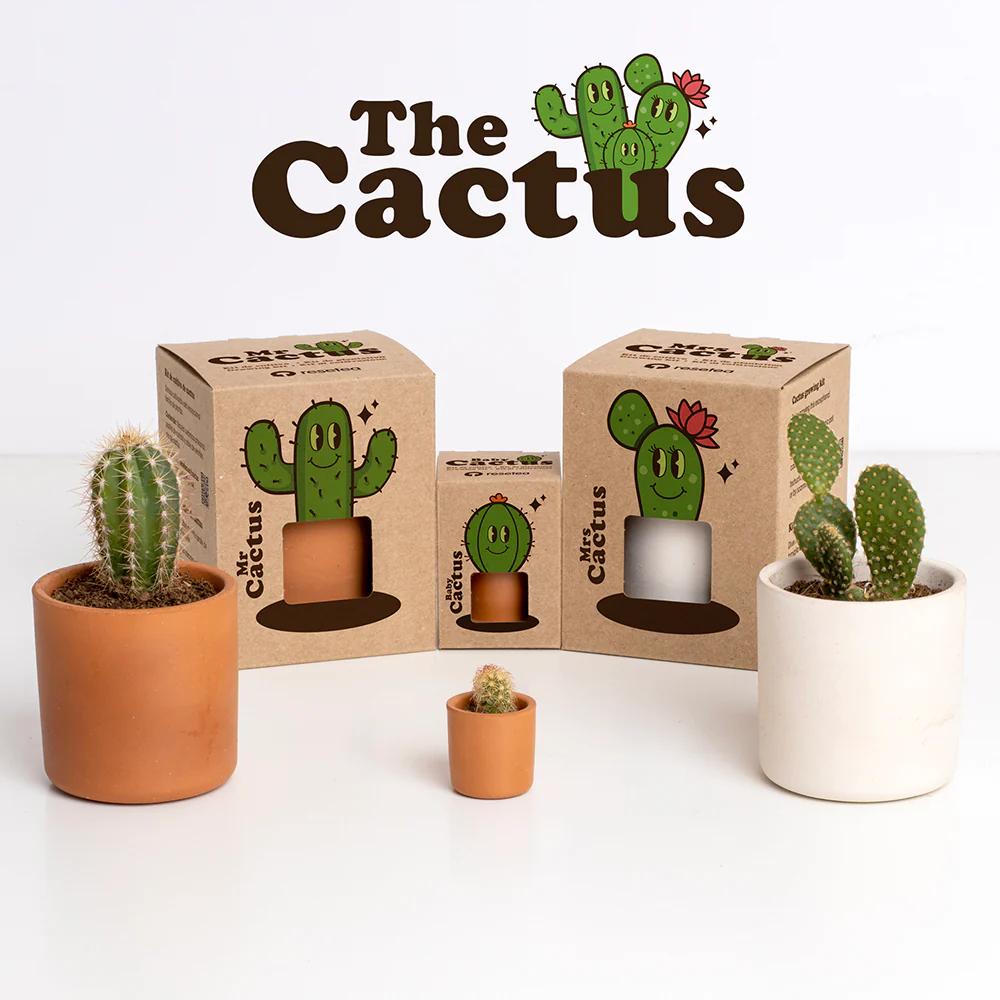 Mrs. Cactus | Kit De Cultivo De Cactus Con Maceta De Barro Artesanal - Image 4