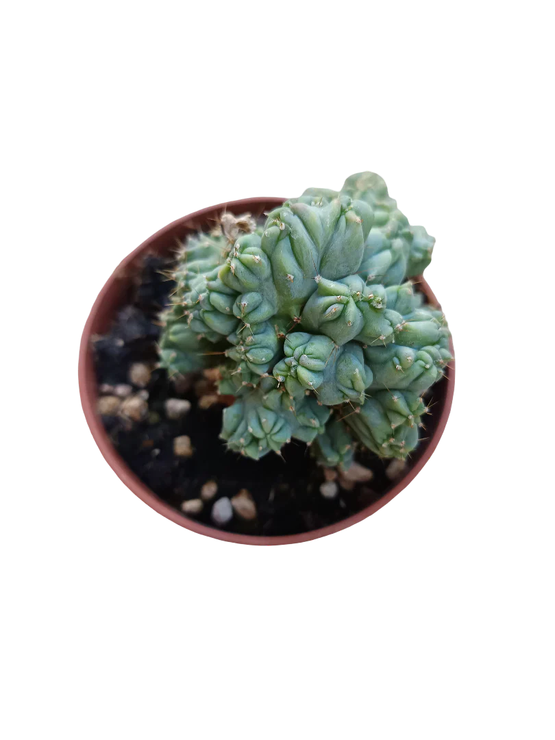 Myrtillocactus Geometrizans Cristata Cactus Sin Pinchos Azul Ø8 Cm