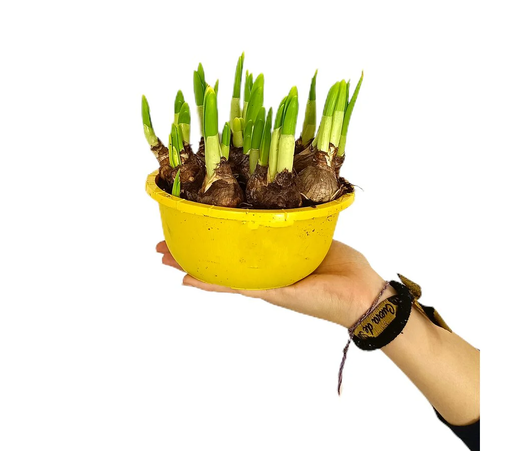 Narciso Tete A Tete M16