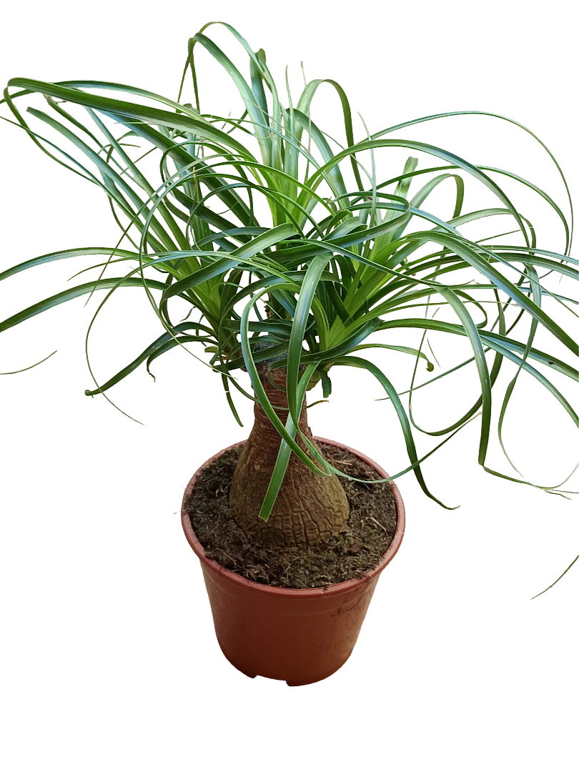 Nolina Planta Pata De Elefante 35 Cm Interior Ø14