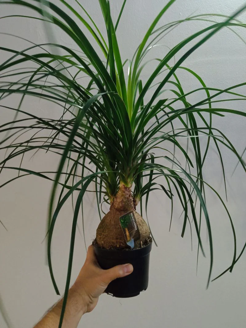 Nolina Sp Planta Pata De Elefante 45- Cm Interior