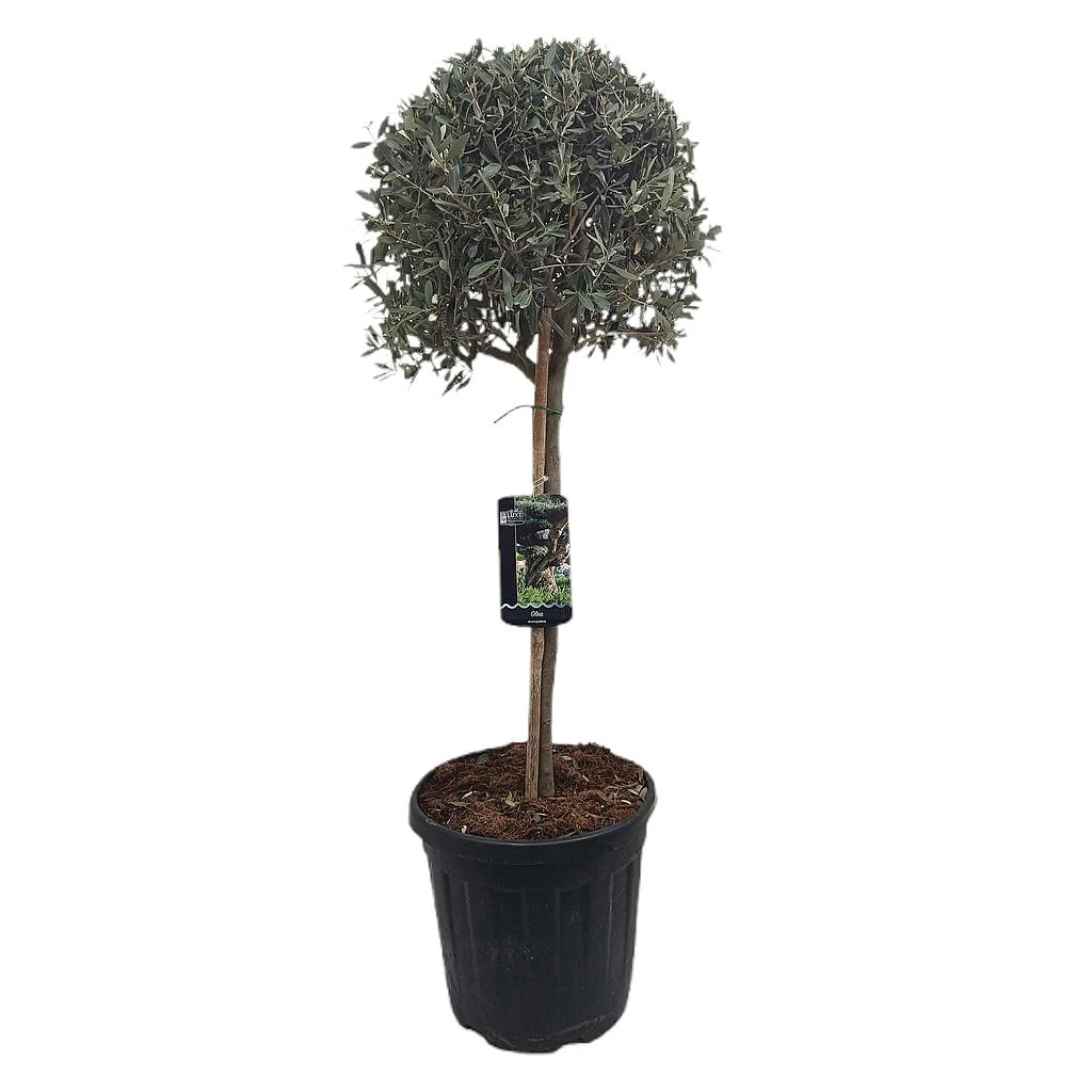 Olivo Copa M40 140-160cm