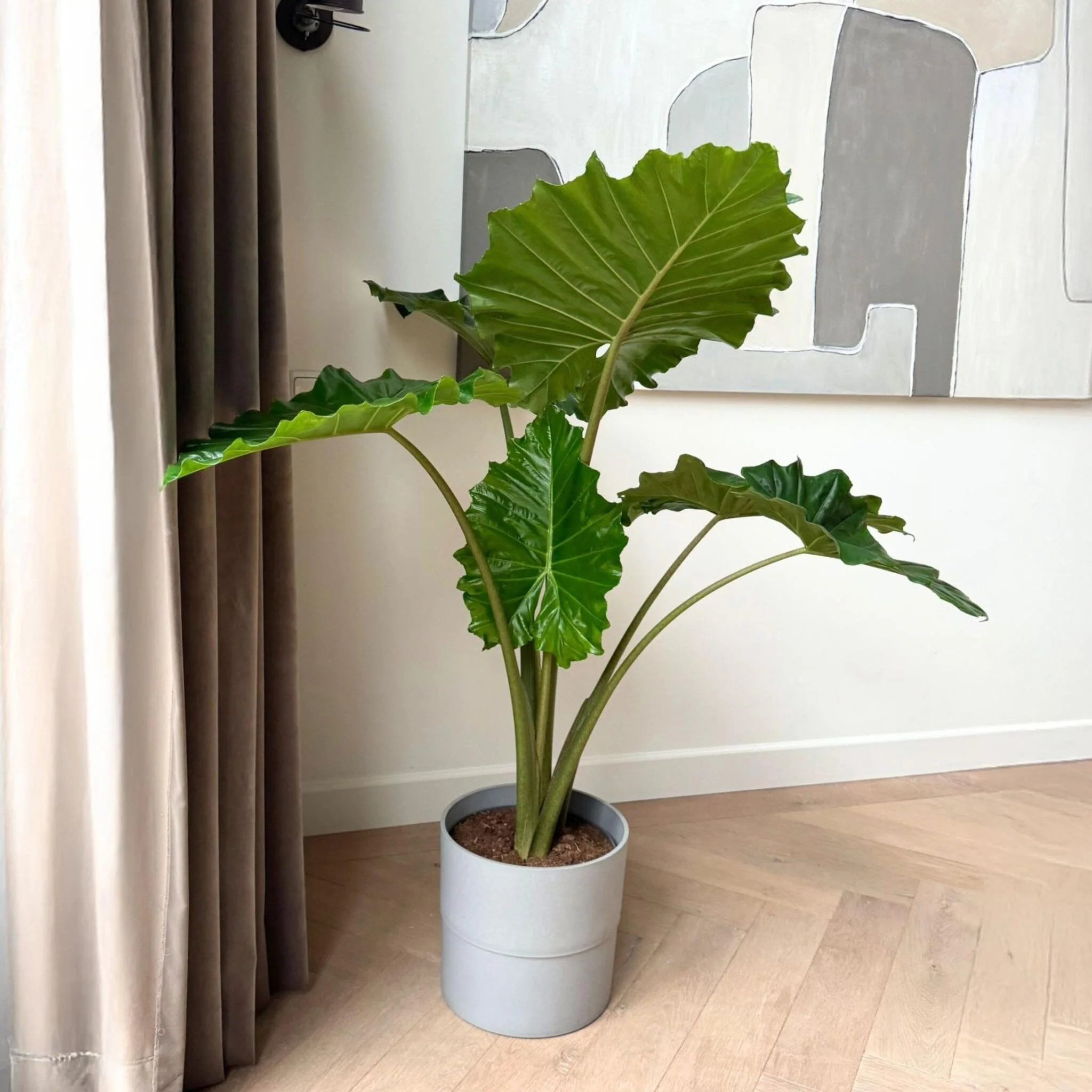 Oreja De Elefante - Alocasia 'portodora' - Altura 110-120cm - ⌀32cm - Image 2