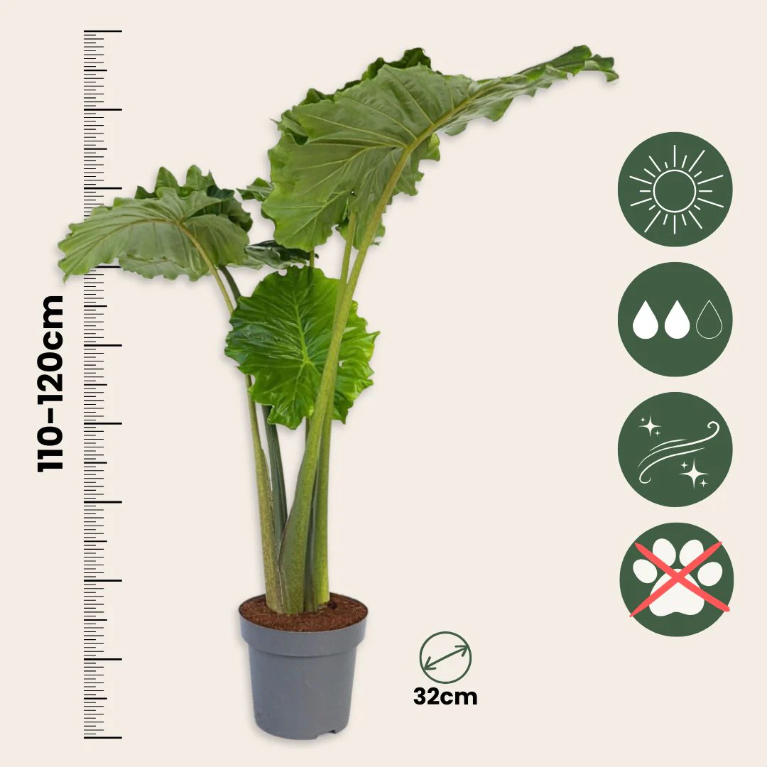 Oreja De Elefante - Alocasia 'portodora' - Altura 110-120cm - ⌀32cm - Image 3