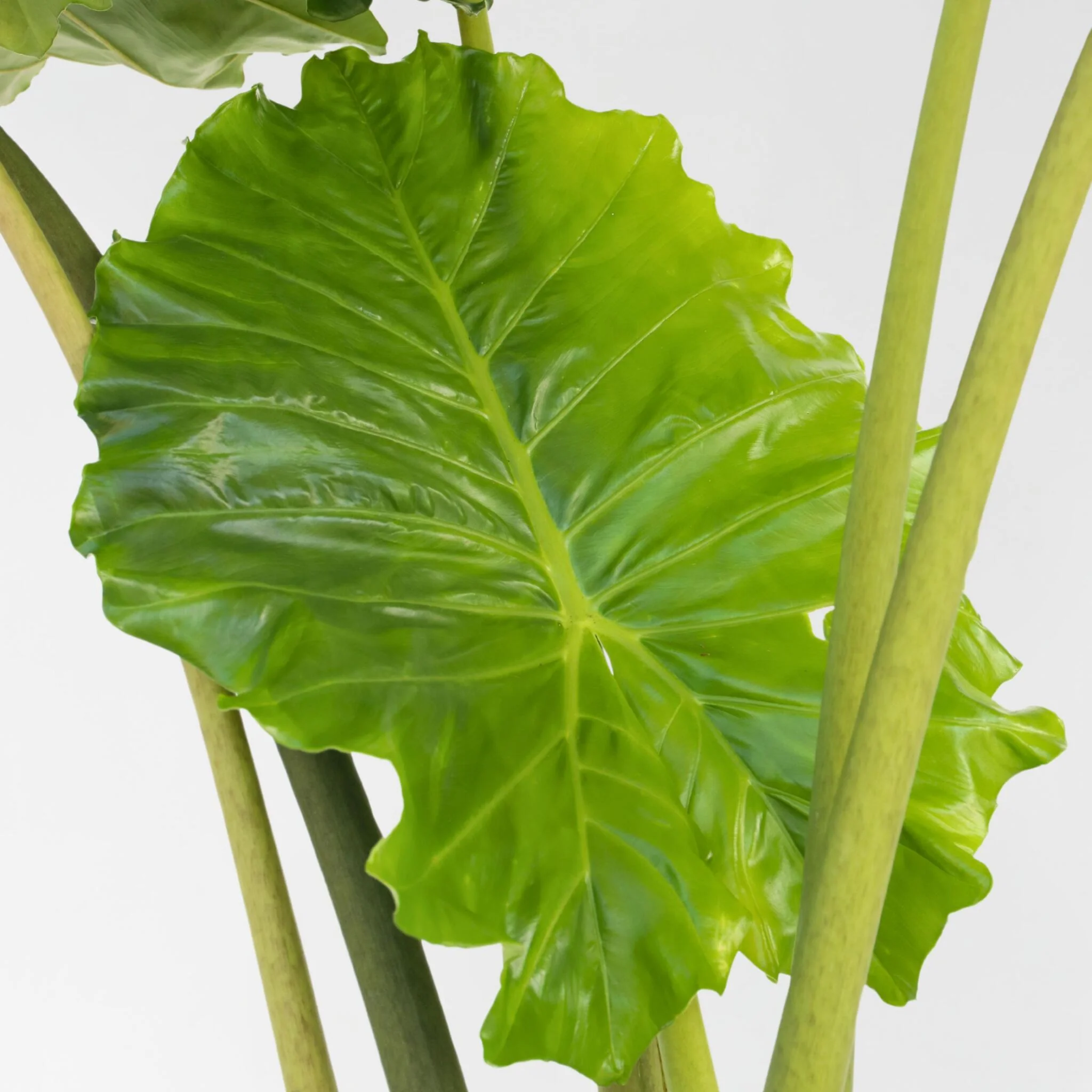 Oreja De Elefante - Alocasia 'portodora' - Altura 110-120cm - ⌀32cm - Image 4
