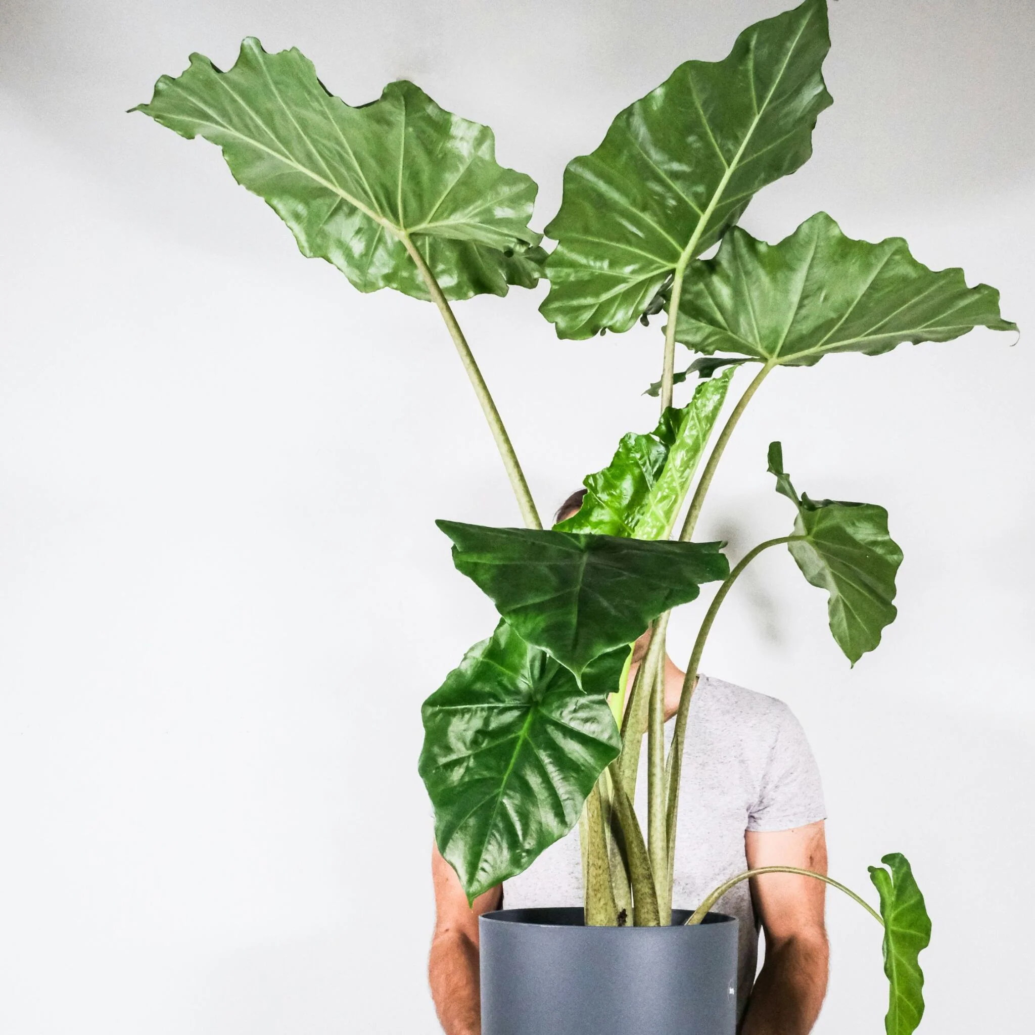 Oreja De Elefante - Alocasia 'portodora' - Altura 110-120cm - ⌀32cm - Image 5