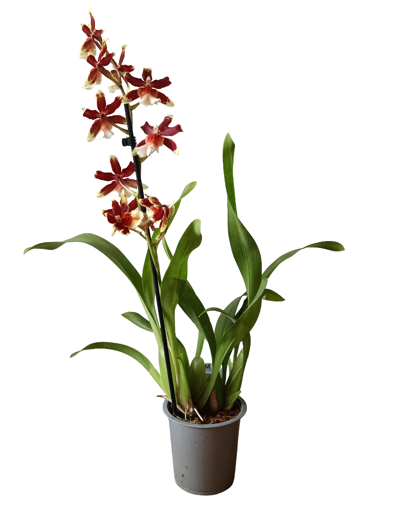 Orquidea ALEATORIA De Color Surtido Ø12 - 60 Cm - Sin Flor