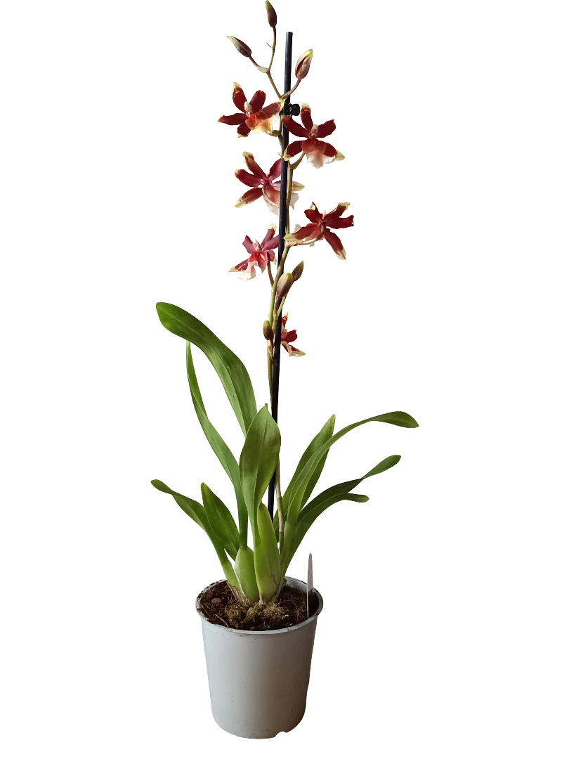 Orquidea ALEATORIA De Color Surtido Ø12 - 60 Cm - Sin Flor - Image 3