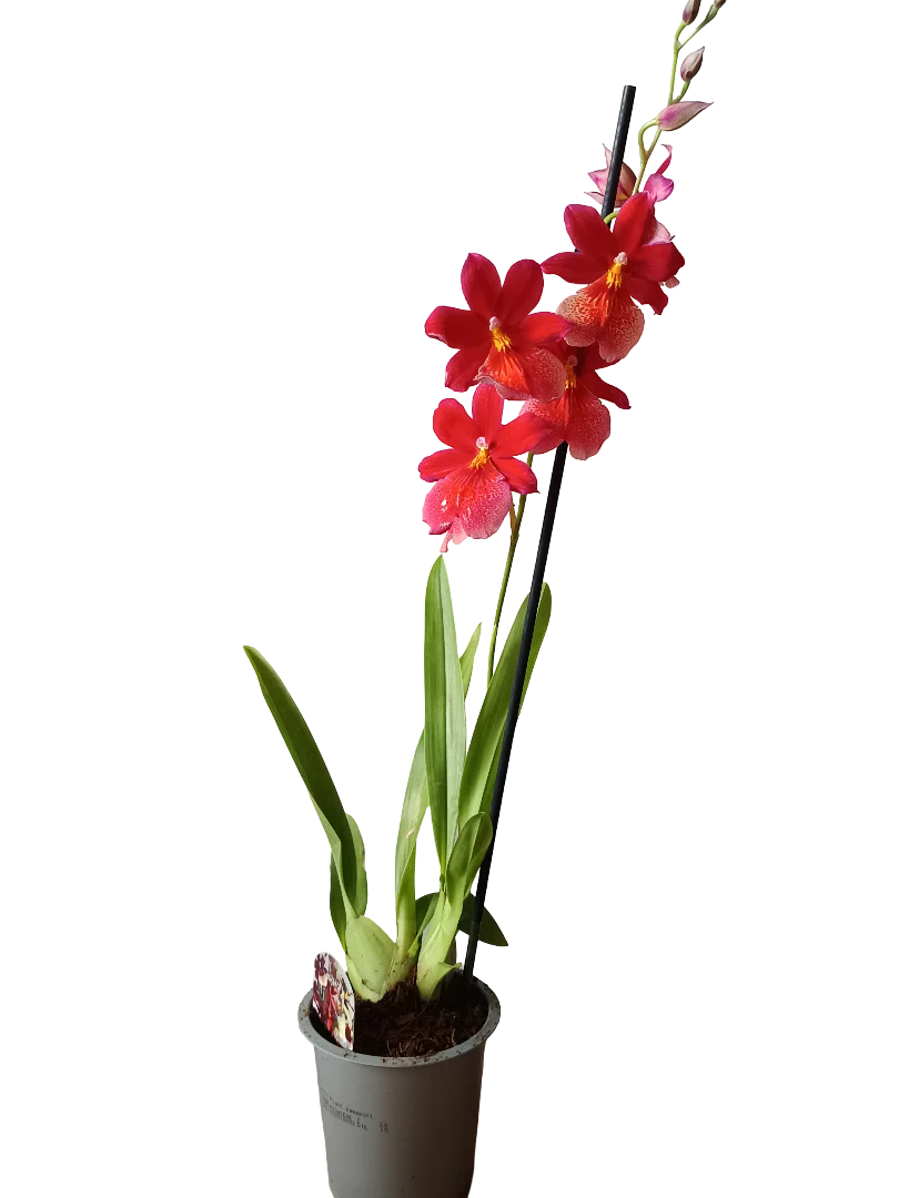 Orquidea ALEATORIA De Color Surtido Ø12 - 60 Cm - Sin Flor - Image 4