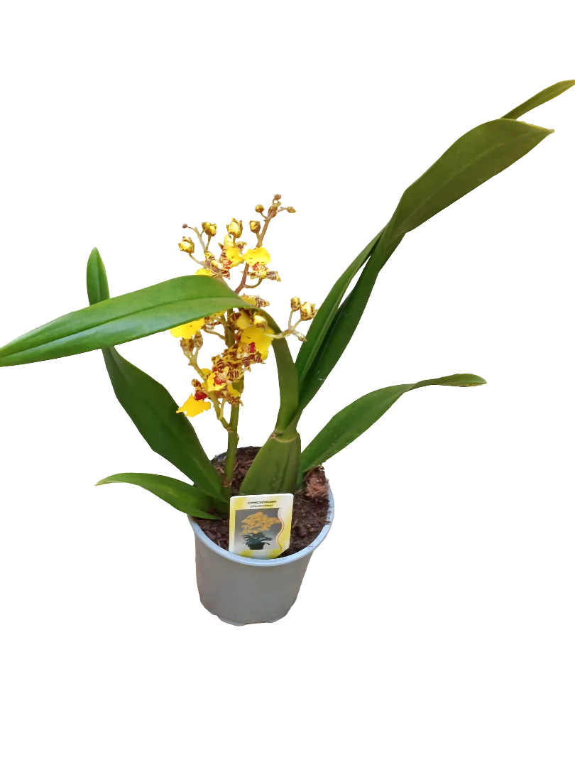 Orquidea Oncidium Planta Natural Ø10