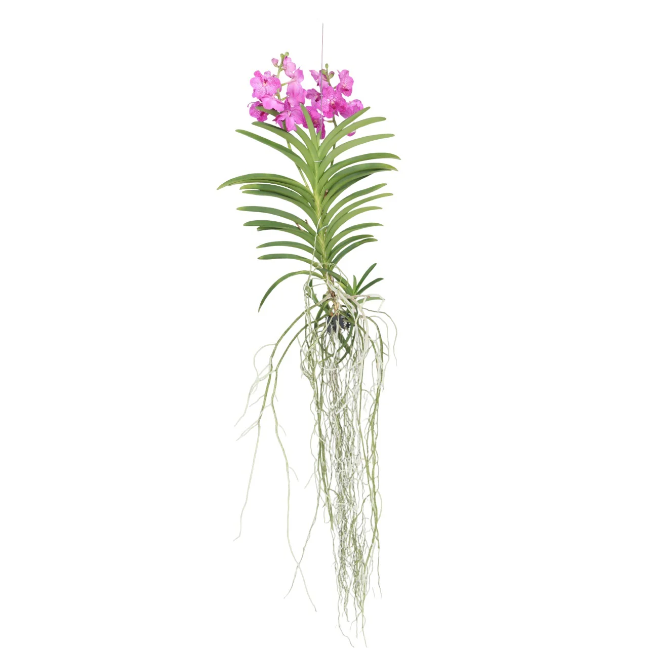 Orquídea Vanda - Vanda 'pink' - Altura 45-55cm