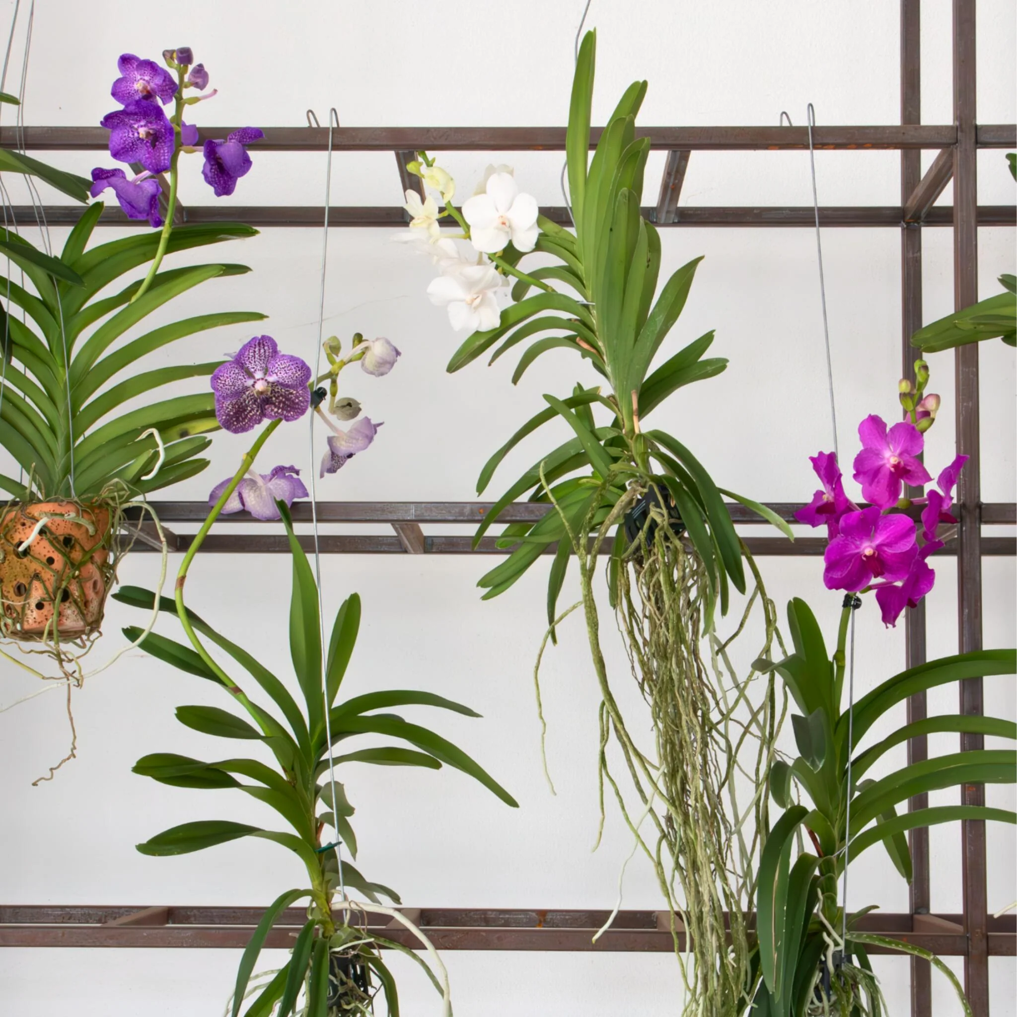 Orquídea Vanda - Vanda 'pink' - Altura 45-55cm - Image 2