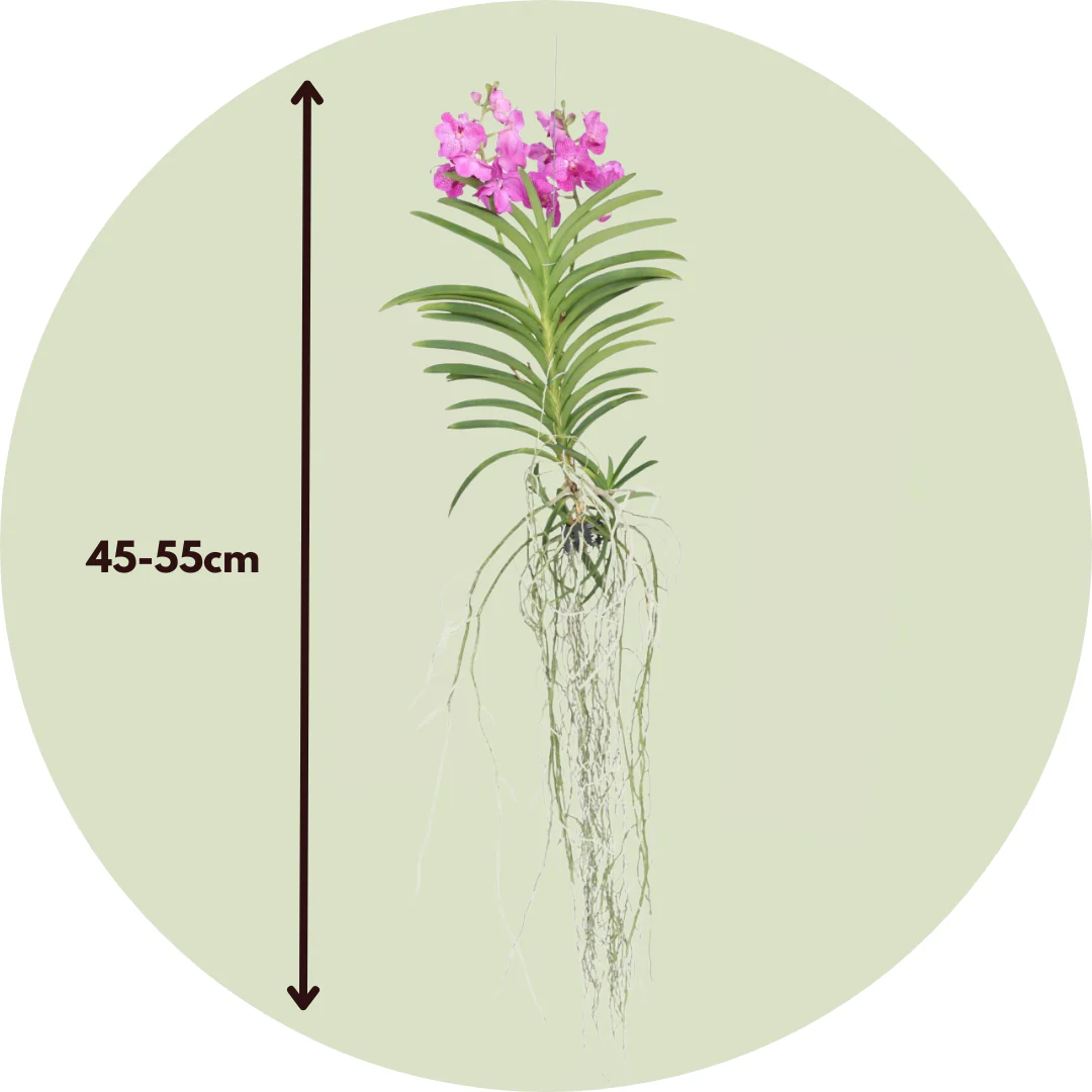 Orquídea Vanda - Vanda 'pink' - Altura 45-55cm - Image 3
