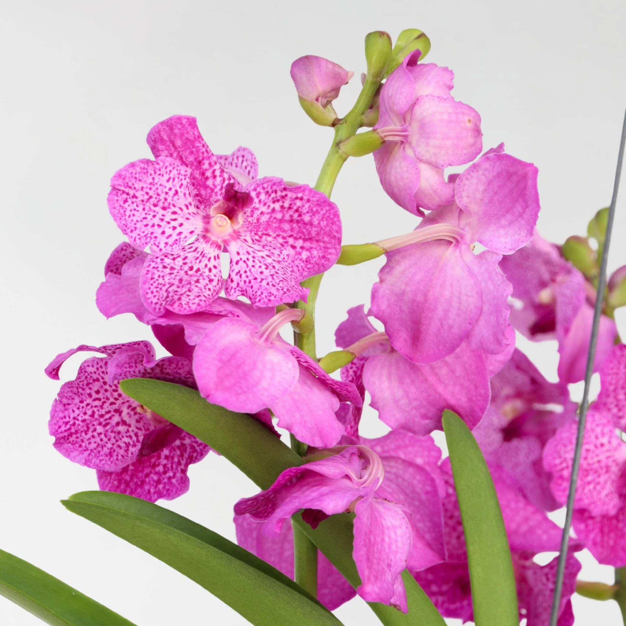Orquídea Vanda - Vanda 'pink' - Altura 45-55cm - Image 4
