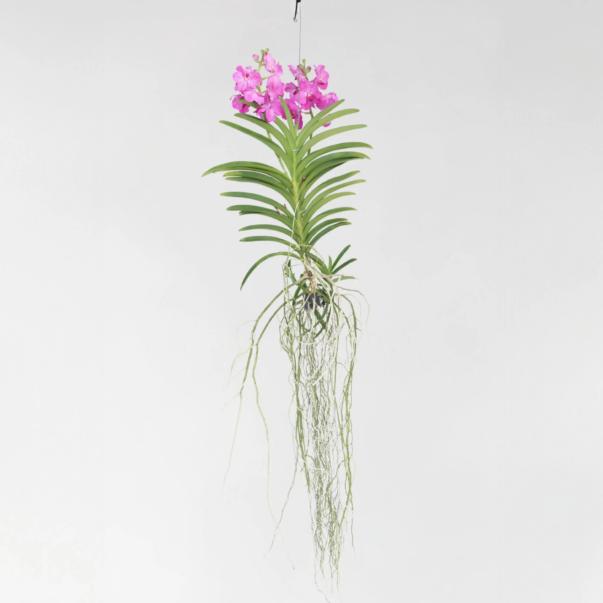 Orquídea Vanda - Vanda 'pink' - Altura 45-55cm - Image 5