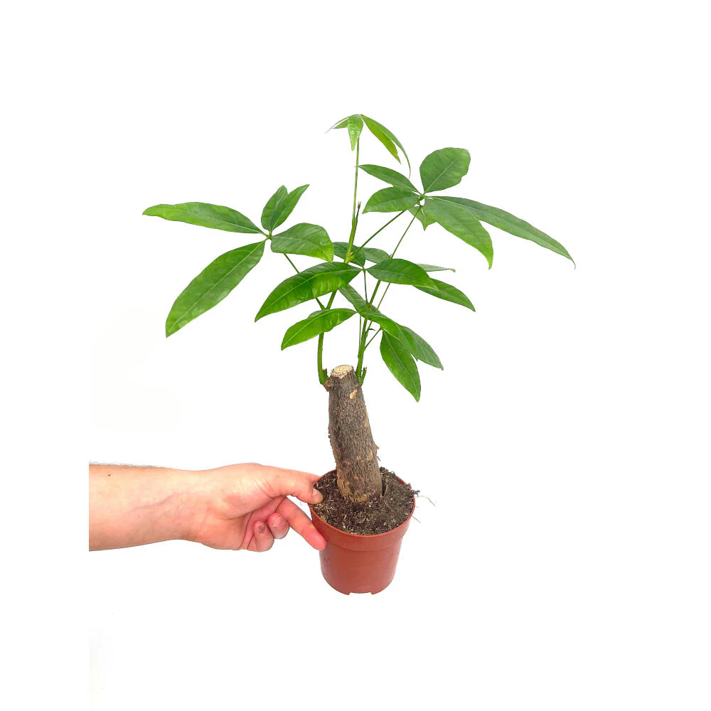 Pachira Acuática Tronco M9