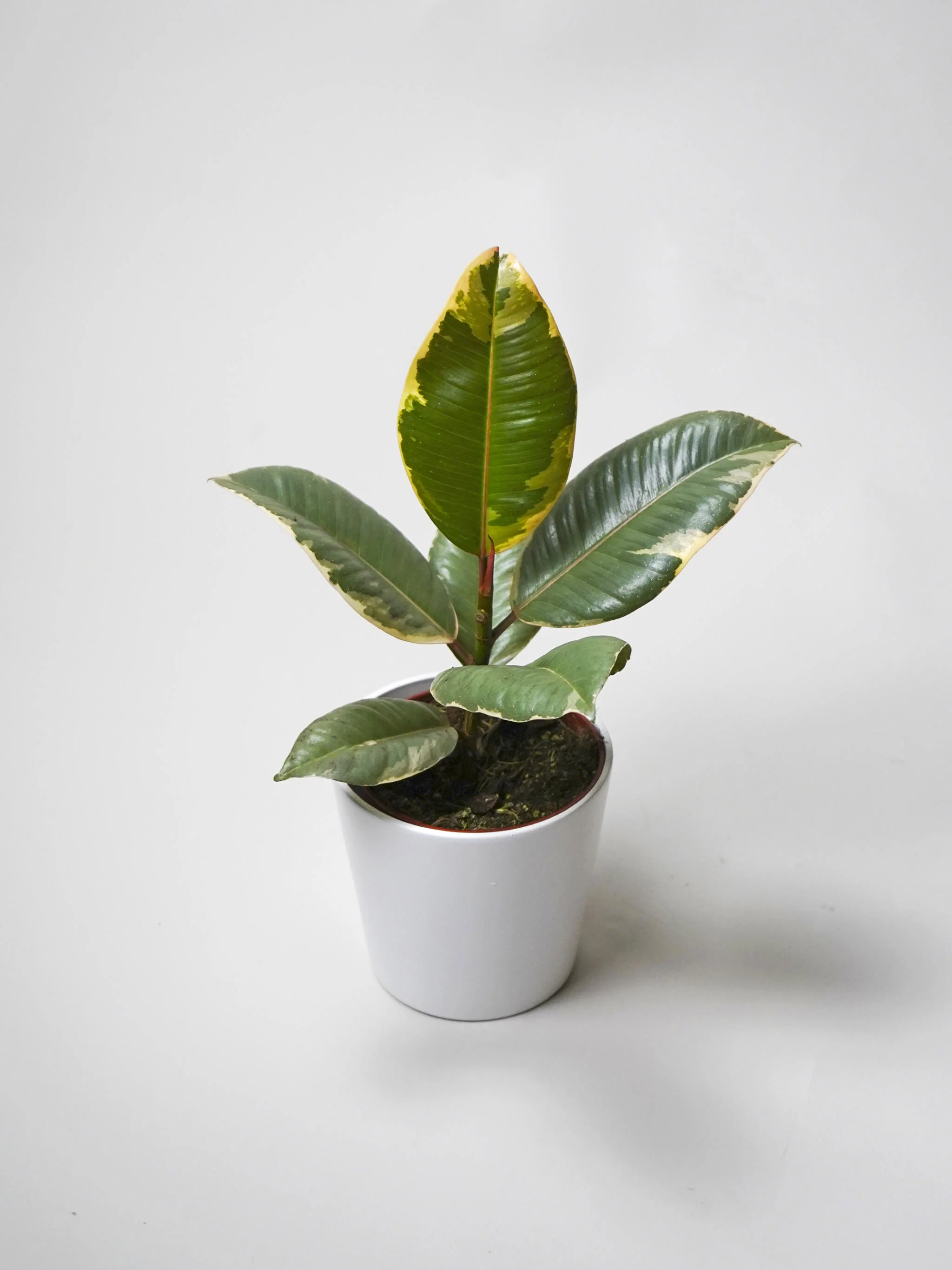 Pack Ficus - Image 2