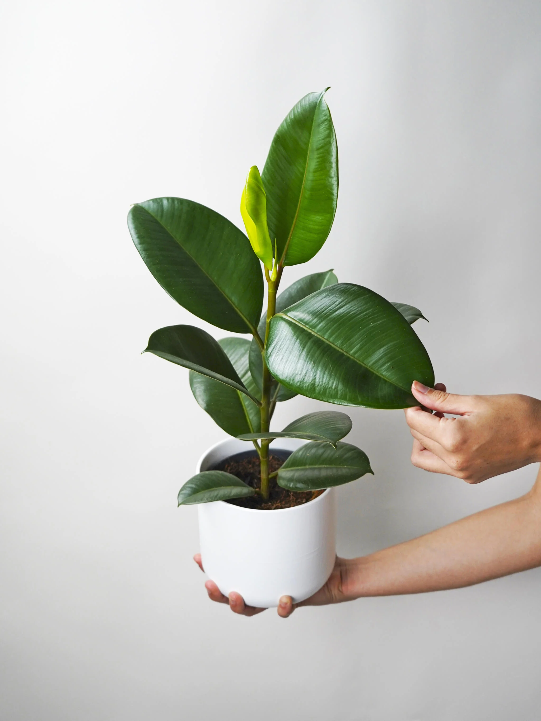 Pack Ficus - Image 3