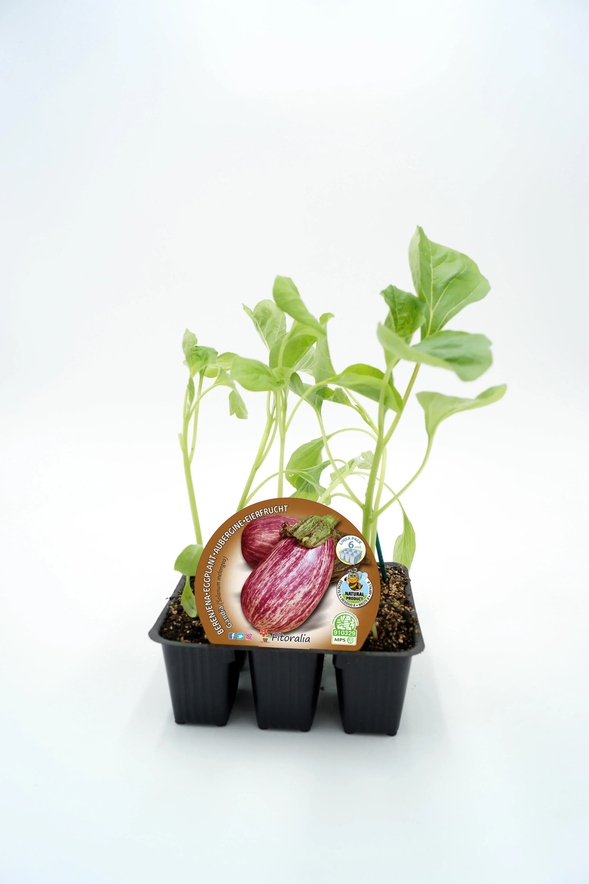 Pack Plantones Berenjena Gandia 6 Ud. Natural - Fitoralia