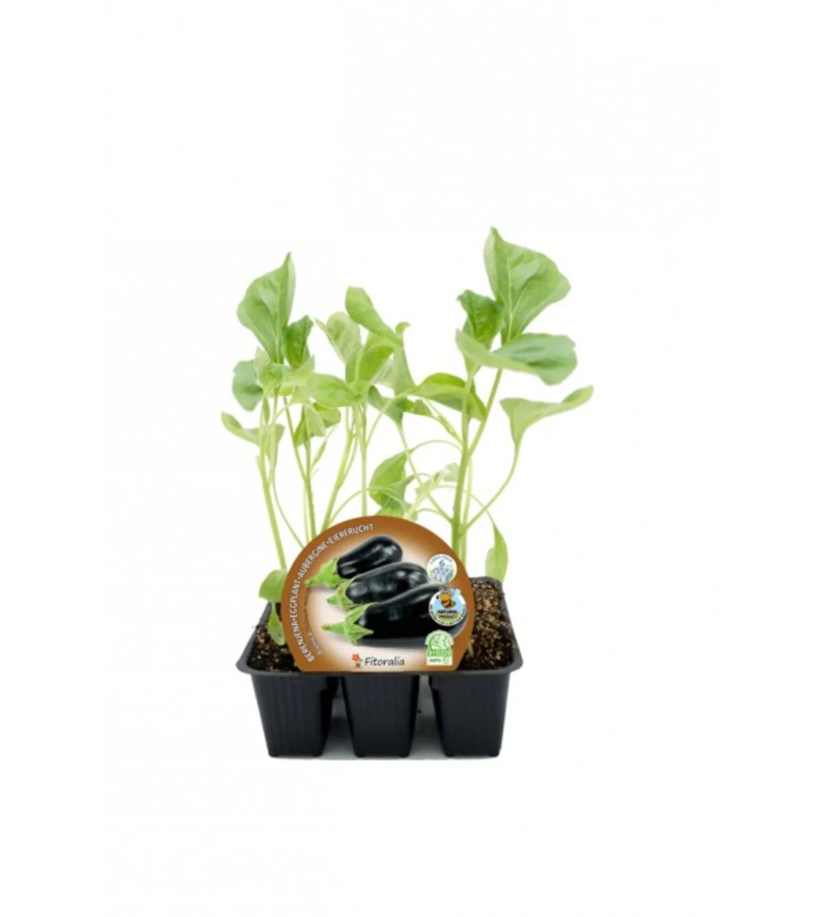 Pack Plantones Berenjena Negra Redonda 6 Ud. Natural - Fitoralia