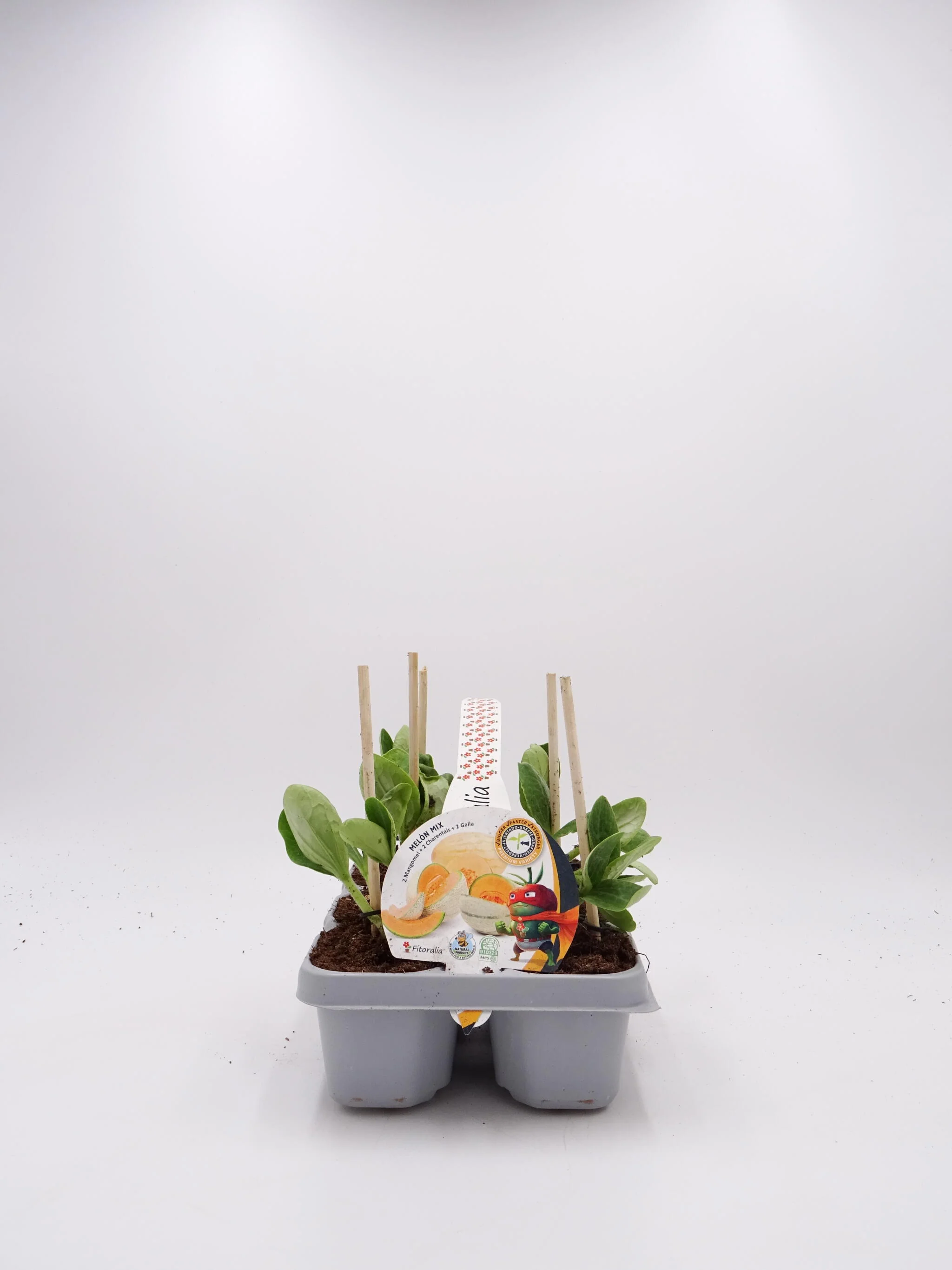 Pack Plantones Melón Mix Injertados E Hibridos 6 Ud. Natural - Fitoralia