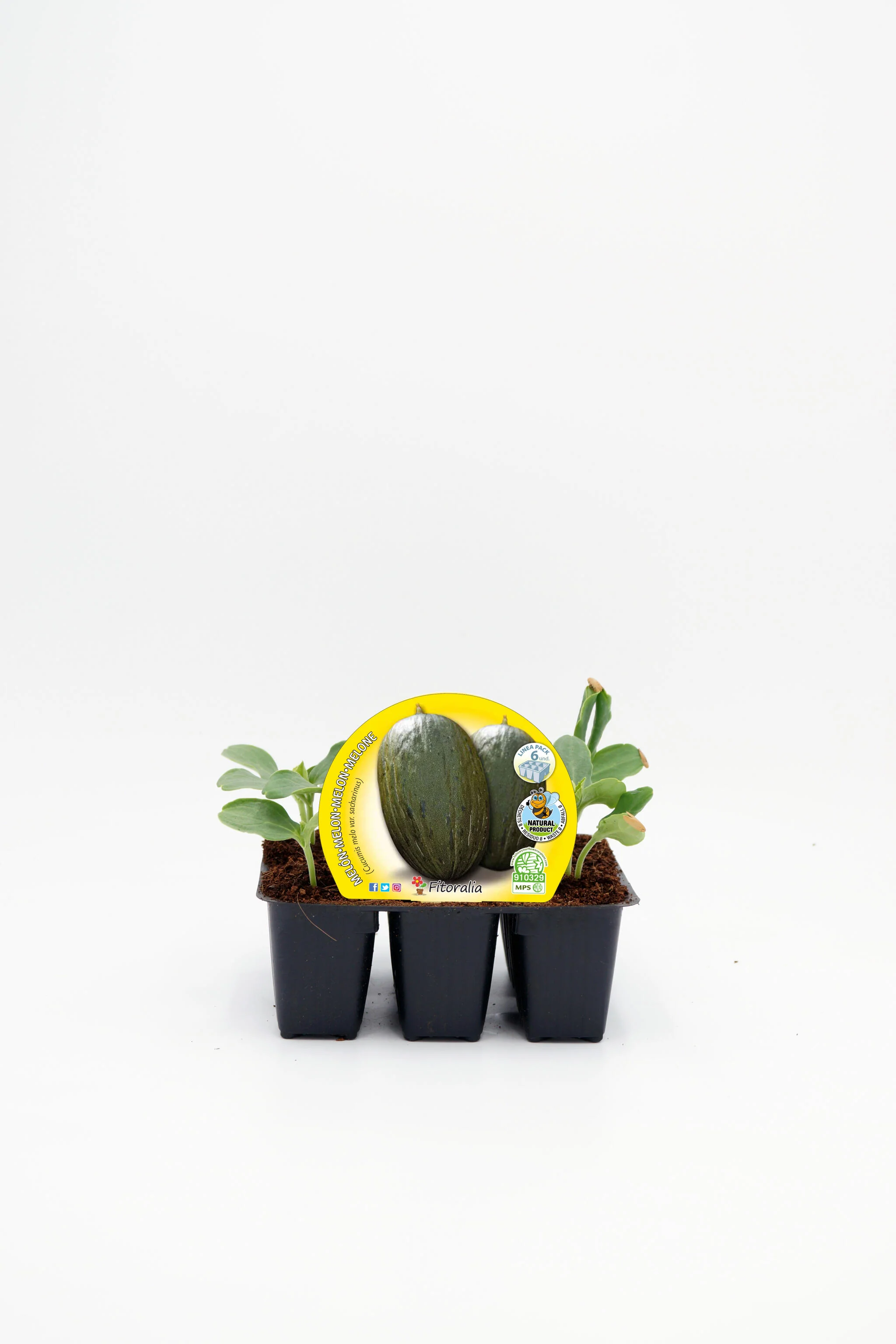 Pack plantones melón piel de sapo 6 ud. natural - Fitoralia