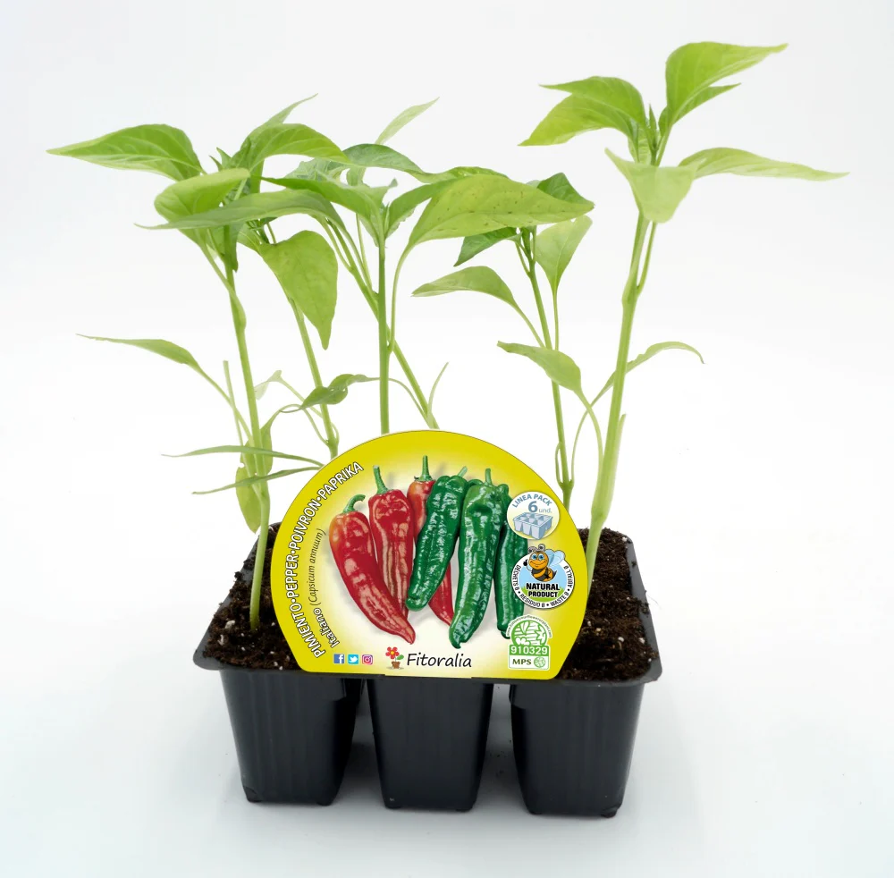 Pack Plantones Pimiento Italiano Dulce 6 Ud.  Natural - Fitoralia