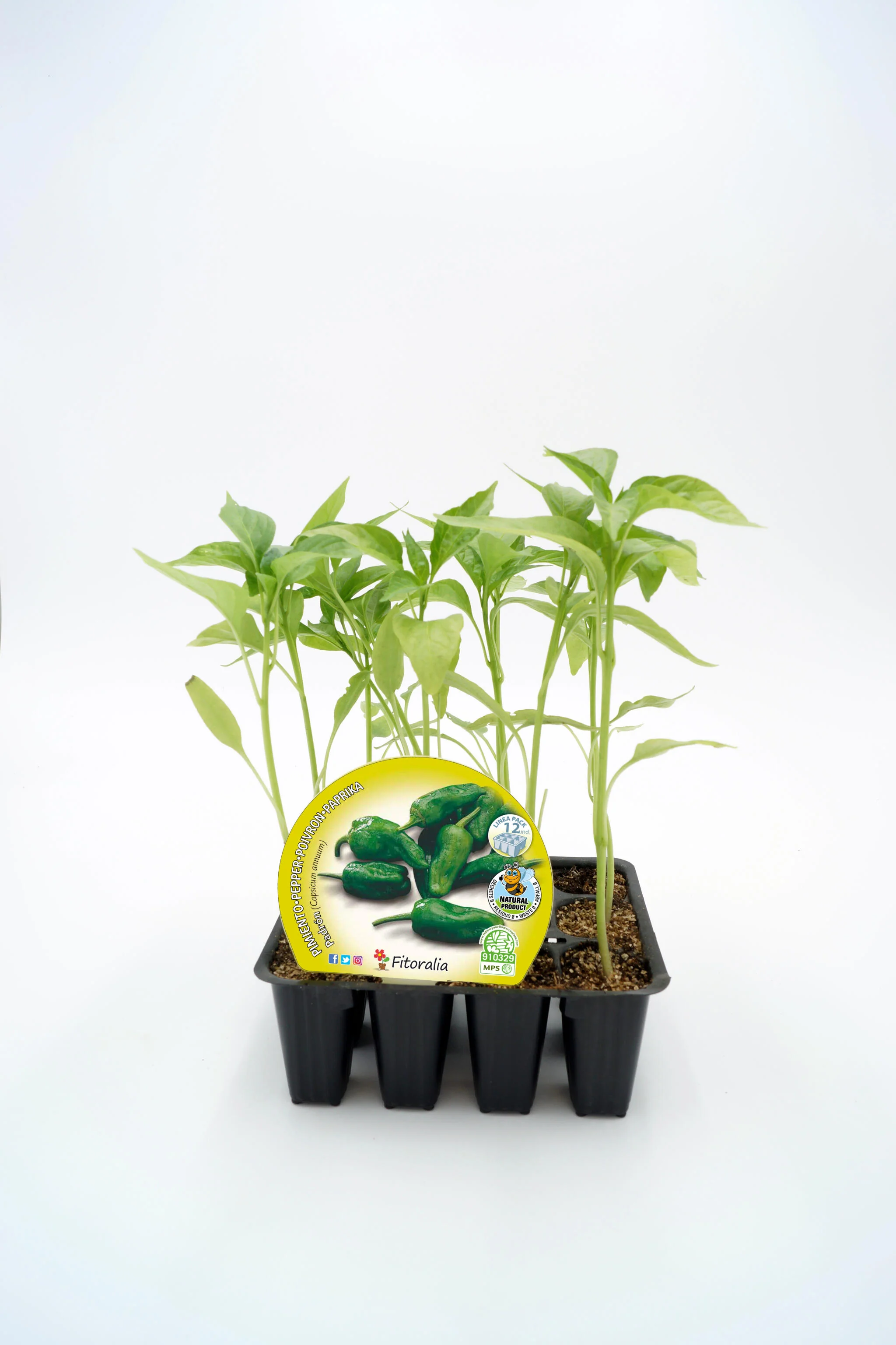 Pack Plantones Pimiento Padrón 12 Ud. Natural - Fitoralia
